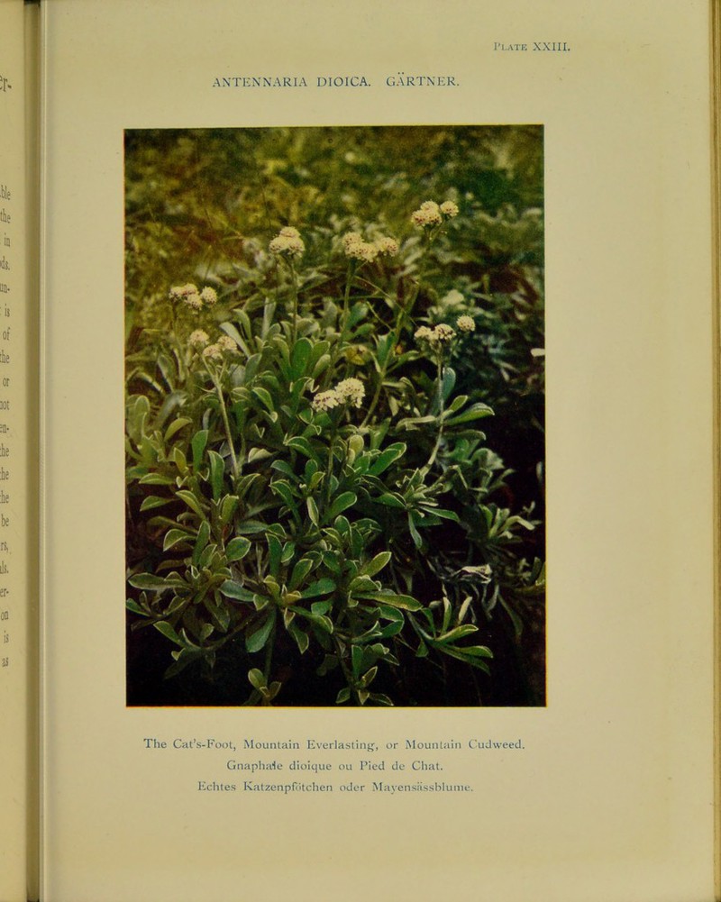 I'l.ATE XXIII. The Cat’s-Foot, Mountain Everlasting, or Mountain Cudweed. Gnaphaie dioique ou Pied de Chat. Echtes Ivatzenpfotchen oder Mayensassblume.