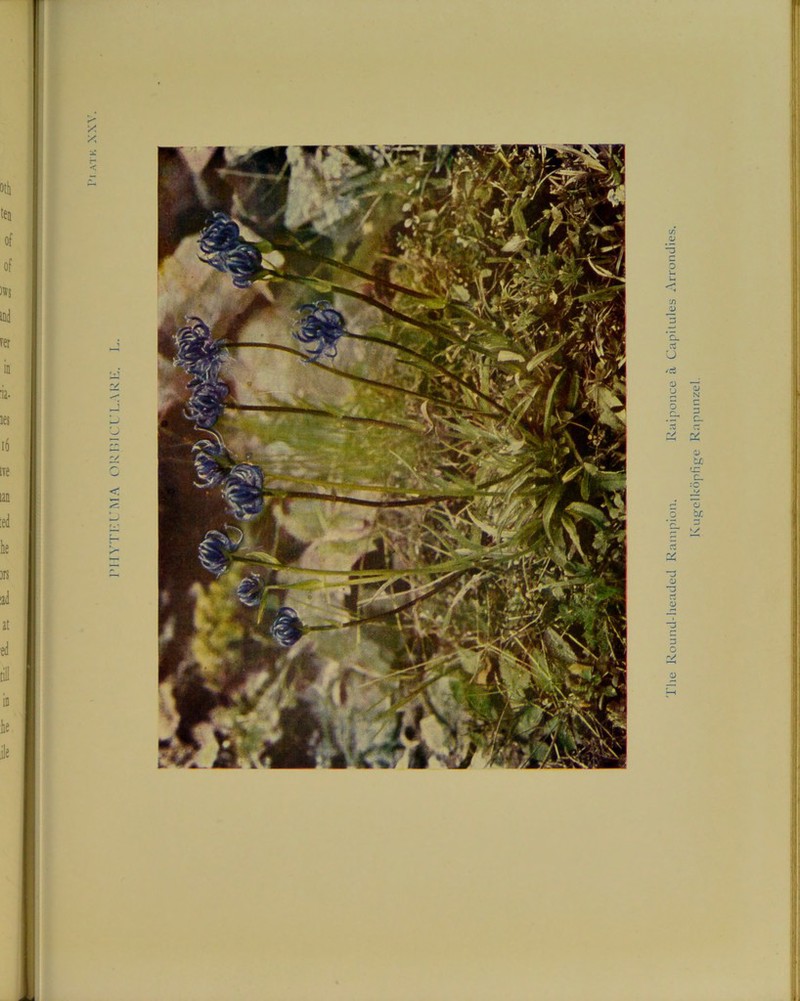 The Round-headed Rampion. Raiponce a Capitules Arrondies. Kugelkopfige Rapunzel.