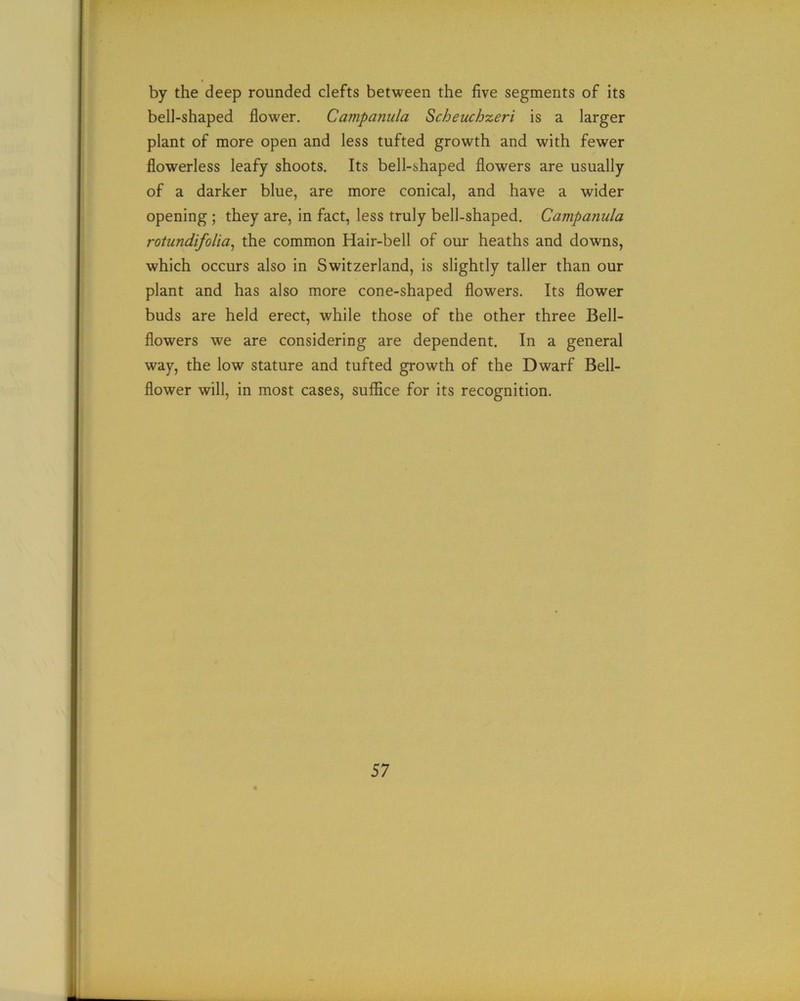 by the deep rounded clefts between the five segments of its bell-shaped flower. Campanula Scheuchzeri is a larger plant of more open and less tufted growth and with fewer flowerless leafy shoots. Its bell-shaped flowers are usually of a darker blue, are more conical, and have a wider opening ; they are, in fact, less truly bell-shaped. Campanula rotundifolia, the common Hair-bell of our heaths and downs, which occurs also in Switzerland, is slightly taller than our plant and has also more cone-shaped flowers. Its flower buds are held erect, while those of the other three Bell- flowers we are considering are dependent. In a general way, the low stature and tufted growth of the Dwarf Bell- flower will, in most cases, suffice for its recognition.