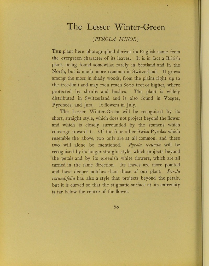 The Lesser Winter-Green (.PTROLA MINOR) The plant here photographed derives its English name from the evergreen character of its leaves. It is in fact a British plant, being found somewhat rarely in Scotland and in the North, but is much more common in Switzerland. It grows among the moss in shady woods, from the plains right up to the tree-limit and may even reach 8000 feet or higher, where protected by shrubs and bushes. The plant is widely distributed in Switzerland and is also found in Vosges, Pyrenees, and Jura. It flowers in July. The Lesser Winter-Green will be recognised by its short, straight style, which does not project beyond the flower and which is closely surrounded by the stamens which converge toward it. Of the four other Swiss Pyrolas which resemble the above, two only are at all common, and these two will alone be mentioned. Pyrola secunda will be recognised by its longer straight style, which projects beyond the petals and by its greenish white flowers, which are all turned in the same direction. Its leaves are more pointed and have deeper notches than those of our plant. Pyrola rotundifolia has also a style that projects beyond the petals, but it is curved so that the stigmatic surface at its extremity is far below the centre of the flower.
