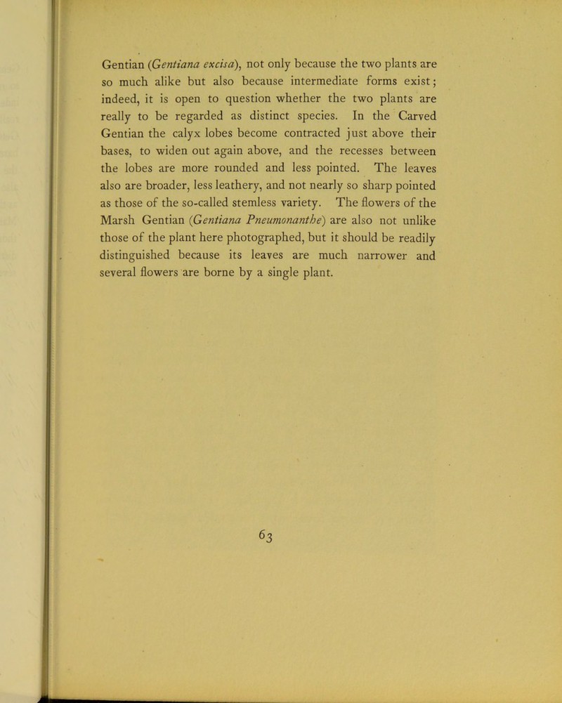 Gentian (Gentiana excisa), not only because the two plants are so much alike but also because intermediate forms exist; indeed, it is open to question whether the two plants are really to be regarded as distinct species. In the Carved Gentian the calyx lobes become contracted just above their bases, to widen out again above, and the recesses between the lobes are more rounded and less pointed. The leaves also are broader, less leathery, and not nearly so sharp pointed as those of the so-called stemless variety. The flowers of the Marsh Gentian (Gentiana Pneumonanthe) are also not unlike those of the plant here photographed, but it should be readily distinguished because its leaves are much narrower and several flowers are borne by a single plant.