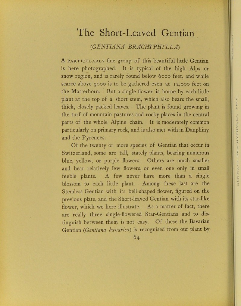 The Short-Leaved Gentian (GENTIJNJ BRACHTPHTLLA) A particularly fine group of this beautiful little Gentian is here photographed. It is typical of the high Alps or snow region, and is rarely found below 6000 feet, and while scarce above 9000 is to be gathered even at 12,000 feet on the Matterhorn. But a single flower is borne by each little plant at the top of a short stem, which also bears the small, thick, closely packed leaves. The plant is found growing in the turf of mountain pastures and rocky places in the central parts of the whole Alpine chain. It is moderately common particularly on primary rock, and is also met with in Dauphiny and the Pyrenees. Of the twenty or more species of Gentian that occur in Switzerland, some are tall, stately plants, bearing numerous blue, yellow, or purple flowers. Others are much smaller and bear relatively few flowers, or even one only in small feeble plants. A few never have more than a single blossom to each little plant. Among these last are the Stemless Gentian with its bell-shaped flower, figured on the previous plate, and the Short-leaved Gentian with its star-like flower, which we here illustrate. As a matter of fact, there are really three single-flowered Star-Gentians and to dis- tinguish between them is not easy. Of these the Bavarian Gentian (Gentiana bavarica) is recognised from our plant by