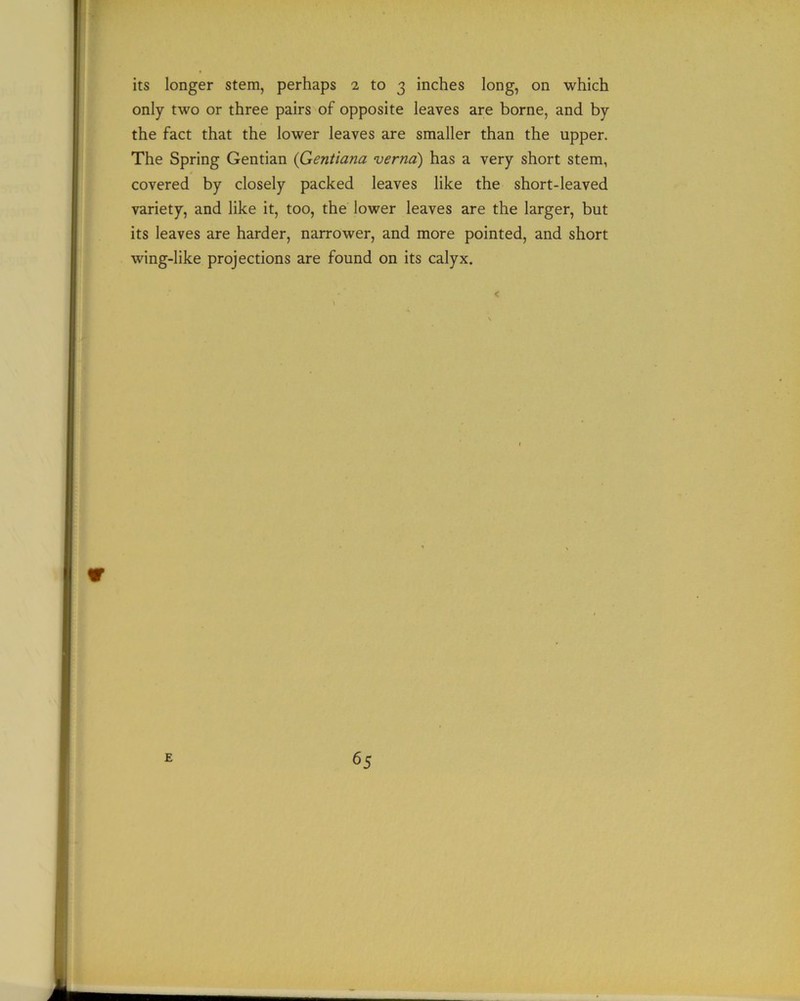 its longer stem, perhaps 2 to 3 inches long, on which only two or three pairs of opposite leaves are borne, and by the fact that the lower leaves are smaller than the upper. The Spring Gentian (Gentiana verna) has a very short stem, covered by closely packed leaves like the short-leaved variety, and like it, too, the lower leaves are the larger, but its leaves are harder, narrower, and more pointed, and short wing-like projections are found on its calyx.