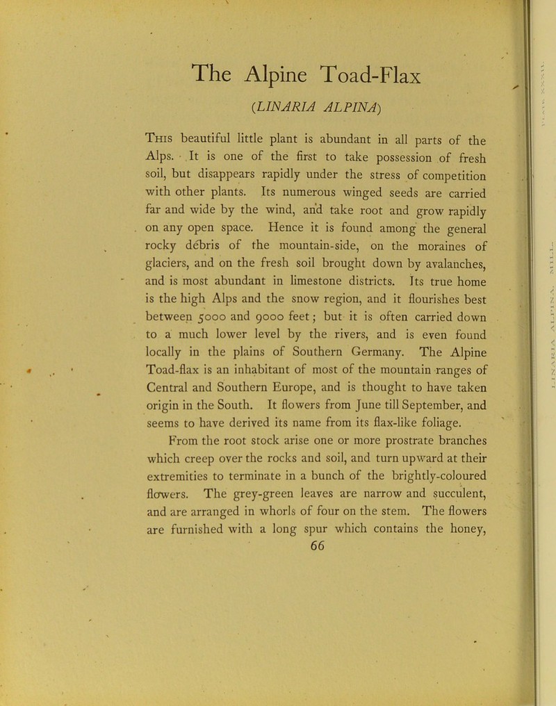 The Alpine Toad-Flax (LINARIA ALPINA) This beautiful little plant is abundant in all parts of the Alps. • It is one of the first to take possession of fresh soil, but disappears rapidly under the stress of competition with other plants. Its numerous winged seeds are carried far and wide by the wind, and take root and grow rapidly on any open space. Hence it is found among the general rocky debris of the mountain-side, on the moraines of glaciers, and on the fresh soil brought down by avalanches, and is most abundant in limestone districts. Its true home is the high Alps and the snow region, and it flourishes best between 5000 and 9000 feet; but it is often carried down to a much lower level by the rivers, and is even found locally in the plains of Southern Germany. The Alpine Toad-flax is an inhabitant of most of the mountain ranges of Central and Southern Europe, and is thought to have taken origin in the South. It flowers from June till September, and seems to have derived its name from its flax-like foliage. From the root stock arise one or more prostrate branches which creep over the rocks and soil, and turn upward at their extremities to terminate in a bunch of the brightly-coloured flowers. The grey-green leaves are narrow and succulent, and are arranged in whorls of four on the stem. The flowers are furnished with a long spur which contains the honey,