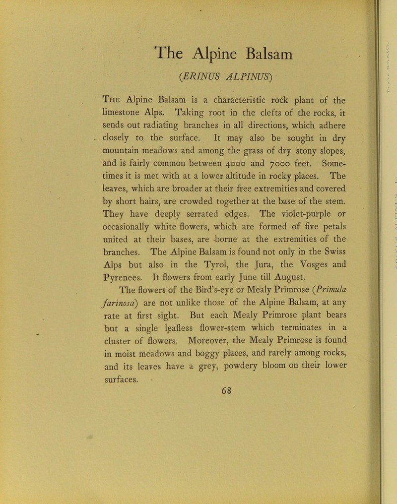 The Alpine Balsam (.ERINUS ALPINUS) The Alpine Balsam is a characteristic rock plant of the limestone Alps. Taking root in the clefts of the rocks, it sends out radiating branches in all directions, which adhere closely to the surface. It may also be sought in dry mountain meadows and among the grass of dry stony slopes, and is fairly common between 4000 and 7000 feet. Some- times it is met with at a lower altitude in rocky places. The leaves, which are broader at their free extremities and covered by short hairs, are crowded together at the base of the stem. They have deeply serrated edges. The violet-purple or occasionally white flowers, which are formed of five petals united at their bases, are -borne at the extremities of the branches. The Alpine Balsam is found not only in the Swiss Alps but also in the Tyrol, the Jura, the Vosges and Pyrenees. It flowers from early June till August. The flowers of the Bird’s-eye or Mealy Primrose (.Primula farinosa) are not unlike those of the Alpine Balsam, at any rate at first sight. But each Mealy Primrose plant bears but a single leafless flower-stem which terminates in a cluster of flowers. Moreover, the Mealy Primrose is found in moist meadows and boggy places, and rarely among rocks, and its leaves have a grey, powdery bloom on their lower surfaces.