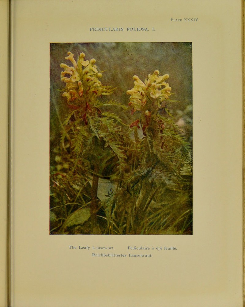 Plate XXXIY PEDICULARIS FOLIOSA. L. The Leafy Lousewort. Pediculaire a epi feuille. Reichbebliittertes LauseUraut.