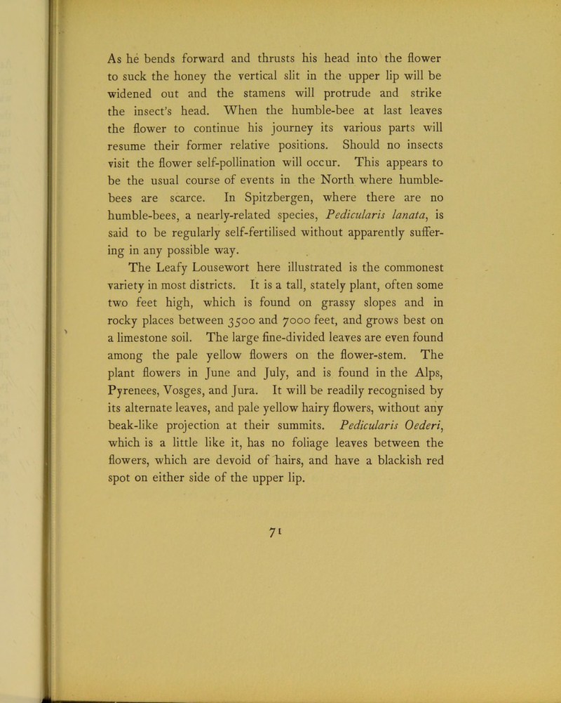 As he bends forward and thrusts his head into the flower to suck the honey the vertical slit in the upper lip will be widened out and the stamens will protrude and strike the insect’s head. When the humble-bee at last leaves the flower to continue his journey its various parts will resume their former relative positions. Should no insects visit the flower self-pollination will occur. This appears to be the usual course of events in the North where humble- bees are scarce. In Spitzbergen, where there are no humble-bees, a nearly-related species, Pedicularis lanata, is said to be regularly self-fertilised without apparently suffer- ing in any possible way. The Leafy Lousewort here illustrated is the commonest variety in most districts. It is a tall, stately plant, often some two feet high, which is found on grassy slopes and in rocky places between 3500 and 7000 feet, and grows best on a limestone soil. The large fine-divided leaves are even found among the pale yellow flowers on the flower-stem. The plant flowers in June and July, and is found in the Alps, Pyrenees, Vosges, and Jura. It will be readily recognised by its alternate leaves, and pale yellow hairy flowers, without any beak-like projection at their summits. Pedicularis Oederi, which is a little like it, has no foliage leaves between the flowers, which are devoid of hairs, and have a blackish red spot on either side of the upper lip.