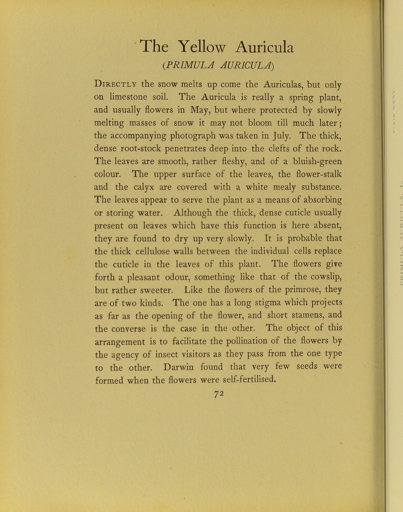 The Yellow Auricula (.PRIMULA AURICULA) Directly the snow melts up come the Auriculas, but only- on limestone soil. The Auricula is really a spring plant, and usually flowers in May, but where protected by slowly melting masses of snow it may not bloom till much later; the accompanying photograph was taken in July. The thick, dense root-stock penetrates deep into the clefts of the rock. The leaves are smooth, rather fleshy, and of a bluish-green colour. The upper surface of the leaves, the flower-stalk and the calyx are covered with a white mealy substance. The leaves appear to serve the plant as a means of absorbing or storing water. Although the thick, dense cuticle usually present on leaves which have this function is here absent, they are found to dry up very slowly. It is probable that the thick cellulose walls between the individual cells replace the cuticle in the leaves of this plant. The flowers give forth a pleasant odour, something like that of the cowslip, but rather sweeter. Like the flowers of the primrose, they are of two kinds. The one has a long stigma which projects as far as the opening of the flower, and short stamens, and the converse is the case in the other. The object of this arrangement is to facilitate the pollination of the flowers by the agency of insect visitors as they pass from the one type to the other. Darwin found that very few seeds were formed when the flowers were self-fertilised. 72
