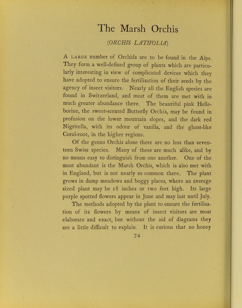 The Marsh Orchis (ORCHIS LATIFOLIA) A large number of Orchids are to be found in the Alps. They form a well-defined group of plants which are particu- larly interesting in view of complicated devices which they have adopted to ensure the fertilisation of their seeds by the agency of insect visitors. Nearly all the English species are found in Switzerland, and most of them are met with in much greater abundance there. The beautiful pink Helle- borine, the sweet-scented Butterfly Orchis, may be found in profusion on the lower mountain slopes, and the dark red Nigritella, with its odour of vanilla, and the ghost-like Coral-root, in the higher regions. Of the genus Orchis alone there are no less than seven- teen Swiss species. Many of these are much alike, and by no means easy to distinguish from one another. One of the most abundant is the Marsh Orchis, which is also met with in England, but is not nearly so common there. The plant grows in damp meadows and boggy places, where an average sized plant may be 18 inches or two feet high. Its large purple spotted flowers appear in June and may last until July. The methods adopted by the plant to ensure the fertilisa- tion of its flowers by means of insect visitors are most elaborate and exact, but without the aid of diagrams they are a little difficult to explain. It is curious that no honey
