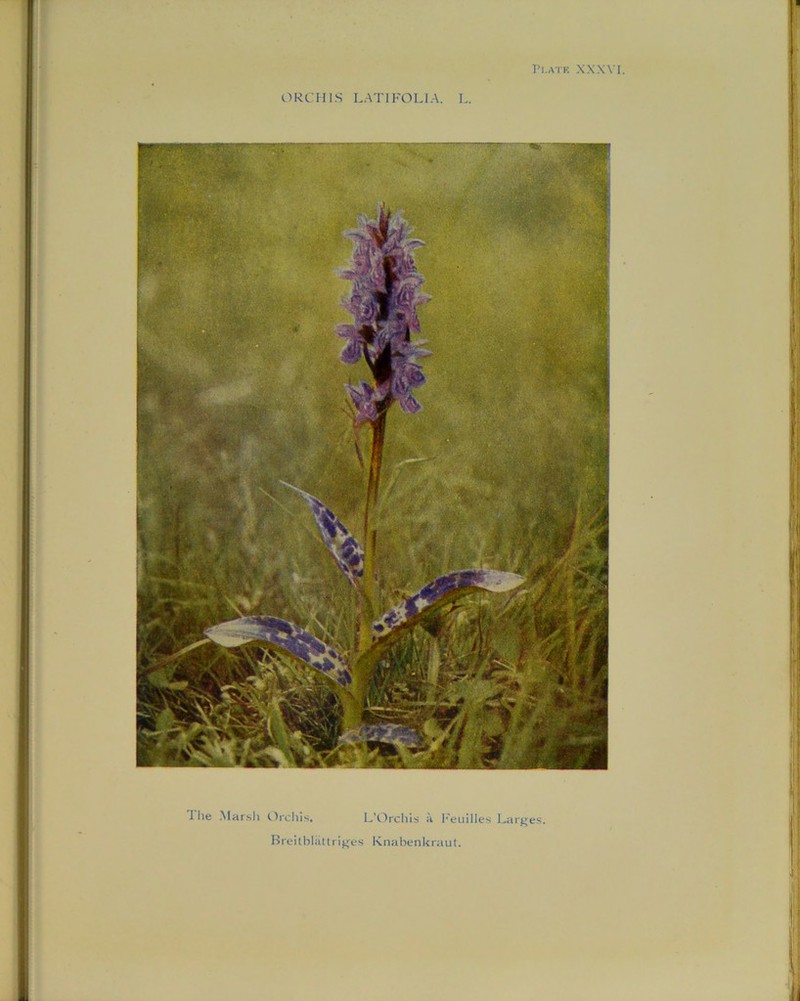 ■ Plate XXXVI. ORCHIS LATIFOLIA. L. \ lie Marsh Orchis. L’Orchis a Feuilles Larges. Breitblattriges Knabenkraut.