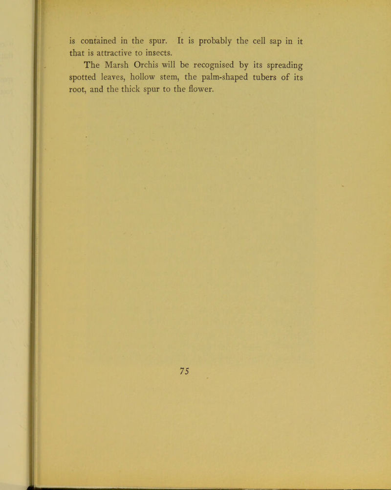 is contained in the spur. It is probably the cell sap in it that is attractive to insects. The Marsh Orchis will be recognised by its spreading spotted leaves, hollow stem, the palm-shaped tubers of its root, and the thick spur to the flower.
