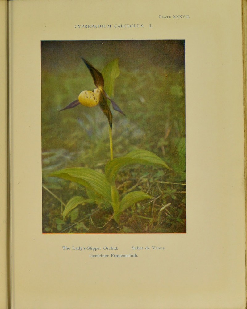 CYPRKPEDIUM CALCKOLUS. L. The Lady’s-Slipper Orchid. Sabot de Venus. Gemeiner Frauenschuh.