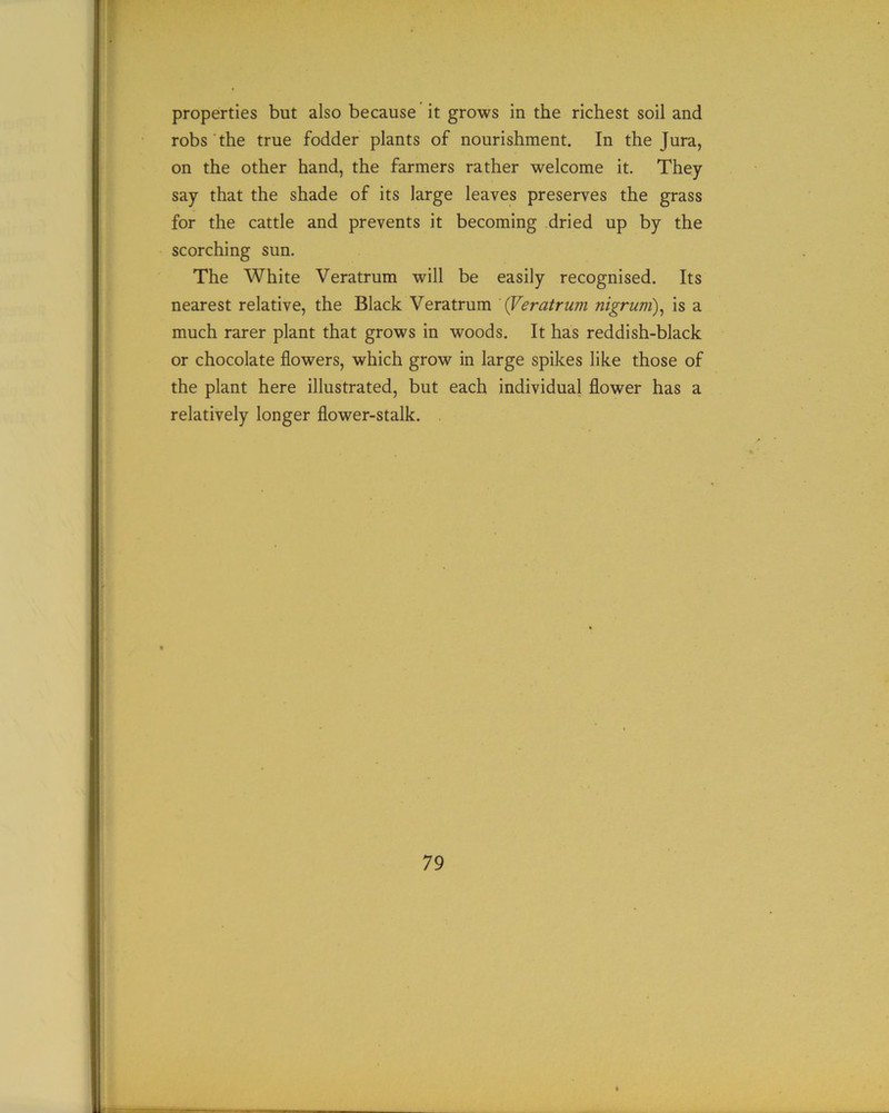 properties but also because it grows in the richest soil and robs the true fodder plants of nourishment. In the Jura, on the other hand, the farmers rather welcome it. They say that the shade of its large leaves preserves the grass for the cattle and prevents it becoming dried up by the scorching sun. The White Veratrum will be easily recognised. Its nearest relative, the Black Veratrum '(Veratrum nigrum), is a much rarer plant that grows in woods. It has reddish-black or chocolate flowers, which grow in large spikes like those of the plant here illustrated, but each individual flower has a relatively longer flower-stalk.
