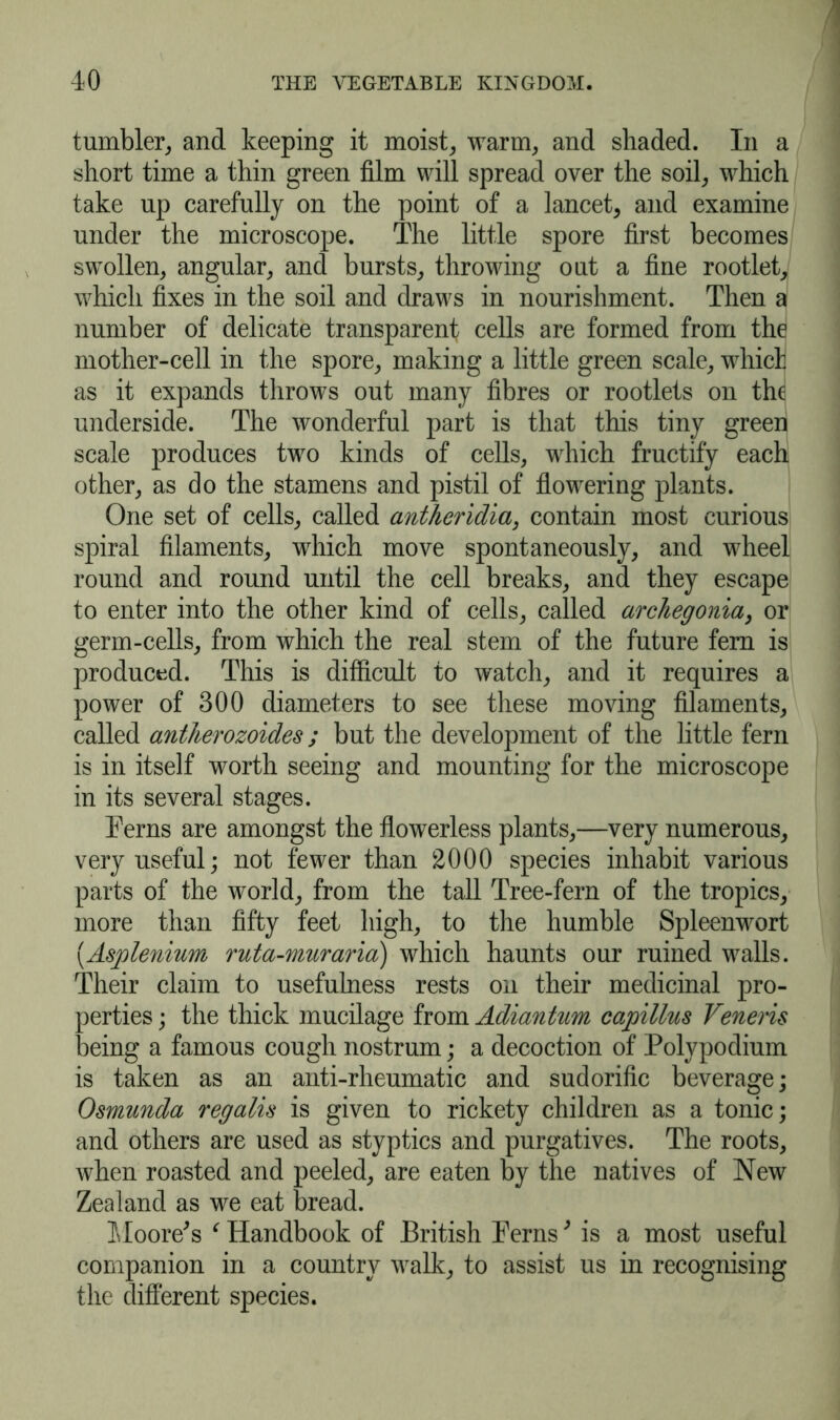 tumbler, and keeping it moist, warm, and shaded. In a short time a thin green film will spread over the soil, which take up carefully on the point of a lancet, and examine under the microscope. The little spore first becomes swollen, angular, and bursts, throwing out a fine rootlet, which fixes in the soil and draws in nourishment. Then a number of delicate transparent cells are formed from the mother-cell in the spore, making a little green scale, which as it expands throws out many fibres or rootlets on the underside. The wonderful part is that this tiny green scale produces two kinds of cells, which fructify each other, as do the stamens and pistil of flowering plants. One set of cells, called antheridia, contain most curious spiral filaments, which move spontaneously, and wheel round and round until the cell breaks, and they escape to enter into the other kind of cells, called archegonia, or germ-cells, from which the real stem of the future fern is produced. This is difficult to watch, and it requires a power of 300 diameters to see these moving filaments, called antherozoides; but the development of the little fern is in itself worth seeing and mounting for the microscope in its several stages. Terns are amongst the flowerless plants,—very numerous, very useful; not fewer than 2000 species inhabit various parts of the world, from the tall Tree-fern of the tropics, more than fifty feet high, to the humble Spleenwort (Asplenium ruta-muraria) which haunts our ruined walls. Their claim to usefulness rests oil their medicinal pro- perties ; the thick mucilage from Adiantum capillus Veneris being a famous cough nostrum; a decoction of Polypodium is taken as an anti-rheumatic and sudorific beverage; Osmunda regalis is given to rickety children as a tonic; and others are used as styptics and purgatives. The roots, when roasted and peeled, are eaten by the natives of New Zealand as we eat bread. Moore's c Handbook of British Perns * is a most useful companion in a country walk, to assist us in recognising the different species.