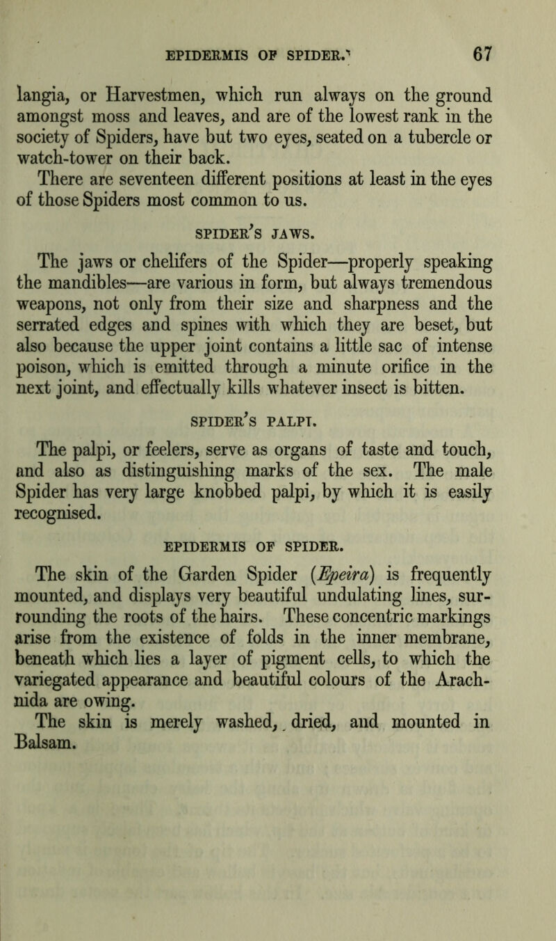 langia, or Harvestmen, which run always on the ground amongst moss and leaves, and are of the lowest rank in the society of Spiders, have but two eyes, seated on a tubercle or watch-tower on their back. There are seventeen different positions at least in the eyes of those Spiders most common to us. spider's jaws. The jaws or chelifers of the Spider—properly speaking the mandibles—are various in form, but always tremendous weapons, not only from their size and sharpness and the serrated edges and spines with which they are beset, but also because the upper joint contains a little sac of intense poison, which is emitted through a minute orifice in the next joint, and effectually kills whatever insect is bitten. spider's palpi. The palpi, or feelers, serve as organs of taste and touch, and also as distinguishing marks of the sex. The male Spider has very large knobbed palpi, by which it is easily recognised. EPIDERMIS OP SPIDER. The skin of the Garden Spider (Epeira) is frequently mounted, and displays very beautiful undulating lines, sur- rounding the roots of the hairs. These concentric markings arise from the existence of folds in the inner membrane, beneath which lies a layer of pigment cells, to which the variegated appearance and beautiful colours of the Arach- nida are owing. The skin is merely washed,, dried, and mounted in Balsam.
