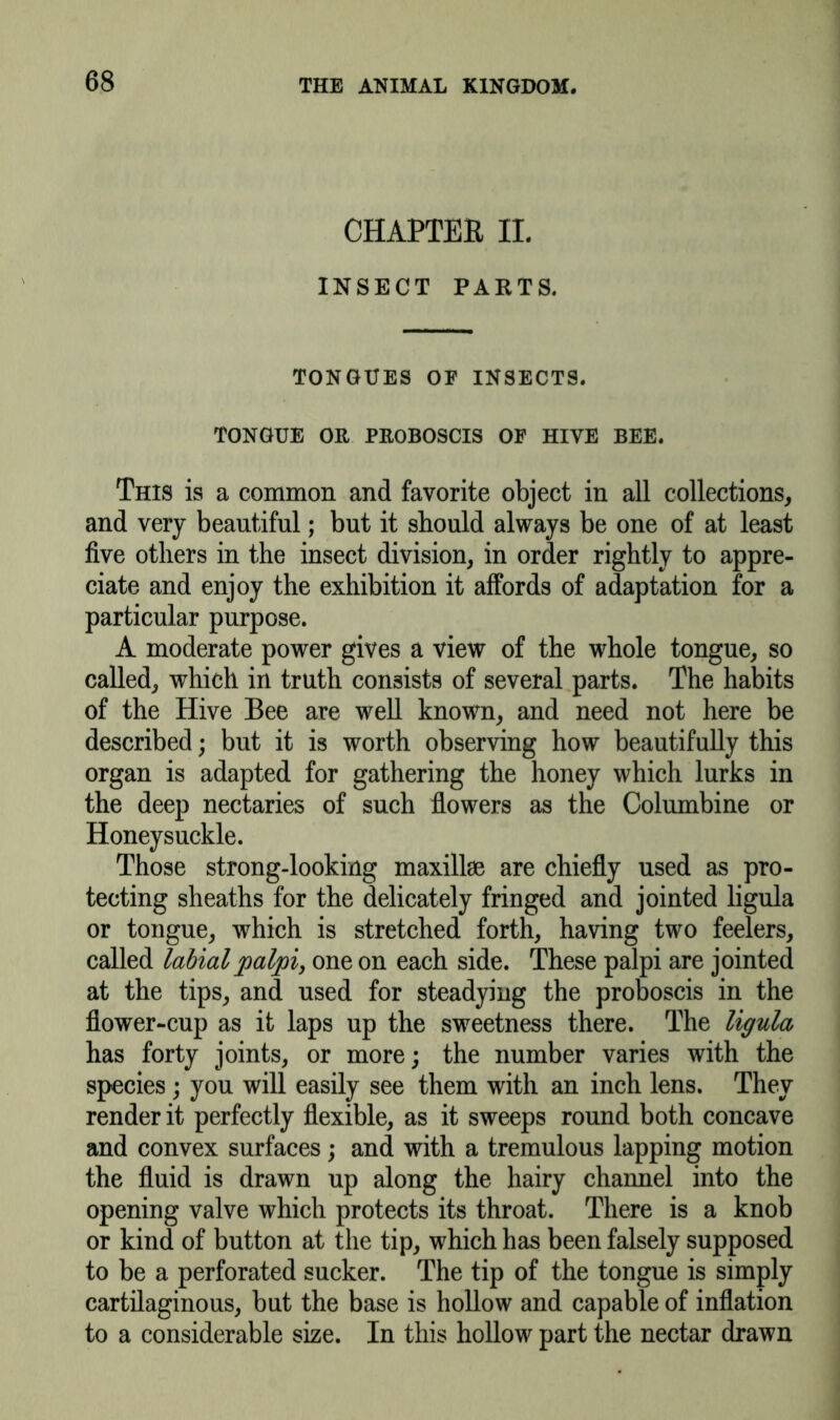 CHAPTER II. INSECT PARTS. TONGUES OF INSECTS. TONGUE OR PROBOSCIS OF HIVE BEE. This is a common and favorite object in all collections, and very beautiful; but it should always be one of at least five others in the insect division, in order rightly to appre- ciate and enjoy the exhibition it affords of adaptation for a particular purpose. A moderate power gives a view of the whole tongue, so called, which in truth consists of several parts. The habits of the Hive Bee are well known, and need not here be described; but it is worth observing how beautifully this organ is adapted for gathering the honey which lurks in the deep nectaries of such flowers as the Columbine or Honeysuckle. Those strong-looking maxillae are chiefly used as pro- tecting sheaths for the delicately fringed and jointed ligula or tongue, which is stretched forth, having two feelers, called labial palpi, one on each side. These palpi are jointed at the tips, and used for steadying the proboscis in the flower-cup as it laps up the sweetness there. The ligula has forty joints, or more; the number varies with the species ; you will easily see them with an inch lens. They render it perfectly flexible, as it sweeps round both concave and convex surfaces; and with a tremulous lapping motion the fluid is drawn up along the hairy channel into the opening valve which protects its throat. There is a knob or kind of button at the tip, which has been falsely supposed to be a perforated sucker. The tip of the tongue is simply cartilaginous, but the base is hollow and capable of inflation to a considerable size. In this hollow part the nectar drawn