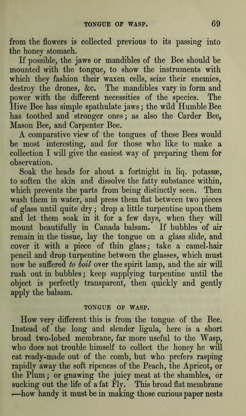 from the flowers is collected previous to its passing into the honey stomach. If possible, the jaws or mandibles of the Bee should be mounted with the tongue, to show the instruments with which they fashion their waxen cells, seize their enemies, destroy the drones, &c. The mandibles vary in form and power with the different necessities of the species. The Hive Bee has simple spathulate jaws; the wild Humble Bee has toothed and stronger ones; as also the Carder Bee, Mason Bee, and Carpenter Bee. A comparative view of the tongues of these Bees would be most interesting, and for those who like to make a collection I will give the easiest way of preparing them for observation. Soak the heads for about a fortnight in liq. potassse, to soften the skin and dissolve the fatty substance within, which prevents the parts from being distinctly seen. Then wash them in water, and press them flat between two pieces of glass until quite dry; drop a little turpentine upon them and let them soak in it for a few days, when they will mount beautifully in Canada balsam. If bubbles of air remain in the tissue, lay the tongue on a glass slide, and cover it with a piece of thin glass; take a camel-hair pencil and drop turpentine between the glasses, which must now be suffered to boil over the spirit lamp, and the air will rush out in bubbles; keep supplying turpentine until the object is perfectly transparent, then quickly and gently apply the balsam. TONGUE OF WASP. How very different this is from the tongue of the Bee. Instead of the long and slender ligula, here is a short broad two-lobed membrane, far more useful to the Wasp, who does not trouble himself to collect the honey he will eat ready-made out of the comb, but who prefers rasping rapidly away the soft ripeness of the Peach, the Apricot, or the Plum; or gnawing the juicy meat at the shambles, or sucking out the life of a fat Ply. This broad flat membrane <—how handy it must be in making those curious paper nests