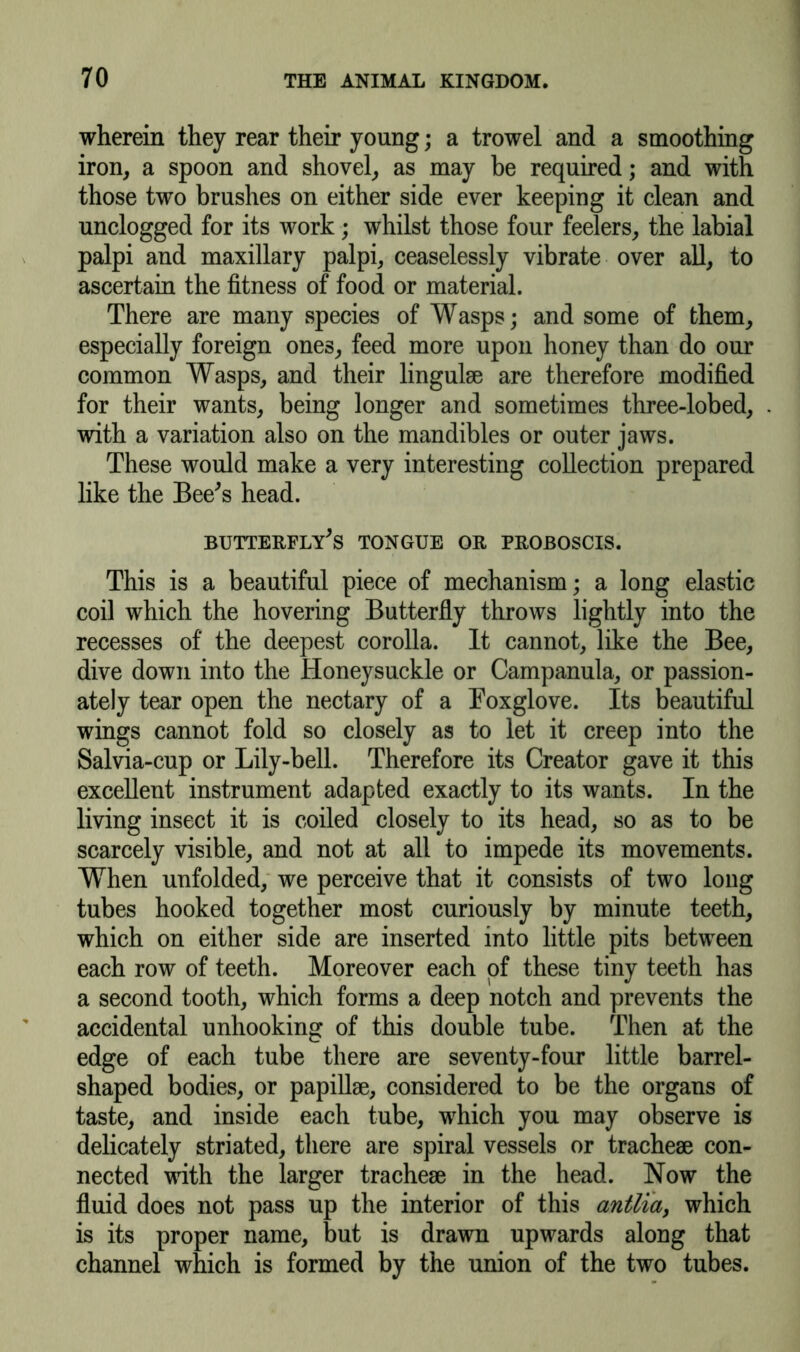 wherein they rear their young; a trowel and a smoothing iron, a spoon and shovel, as may be required; and with those two brushes on either side ever keeping it clean and unclogged for its work; whilst those four feelers, the labial palpi and maxillary palpi, ceaselessly vibrate over all, to ascertain the fitness of food or material. There are many species of Wasps; and some of them, especially foreign ones, feed more upon honey than do our common Wasps, and their lingulae are therefore modified for their wants, being longer and sometimes three-lobed, with a variation also on the mandibles or outer jaws. These would make a very interesting collection prepared like the Bee's head. butterfly's tongue or proboscis. This is a beautiful piece of mechanism; a long elastic coil which the hovering Butterfly throws lightly into the recesses of the deepest corolla. It cannot, like the Bee, dive down into the Honeysuckle or Campanula, or passion- ately tear open the nectary of a Foxglove. Its beautiful wings cannot fold so closely as to let it creep into the Salvia-cup or Lily-bell. Therefore its Creator gave it this excellent instrument adapted exactly to its wants. In the living insect it is coiled closely to its head, so as to be scarcely visible, and not at all to impede its movements. When unfolded, we perceive that it consists of two long tubes hooked together most curiously by minute teeth, which on either side are inserted into little pits between each row of teeth. Moreover each of these tiny teeth has a second tooth, which forms a deep notch and prevents the accidental unhooking of this double tube. Then at the edge of each tube there are seventy-four little barrel- shaped bodies, or papillae, considered to be the organs of taste, and inside each tube, which you may observe is delicately striated, there are spiral vessels or tracheae con- nected with the larger tracheae in the head. Now the fluid does not pass up the interior of this antlia, which is its proper name, but is drawn upwards along that channel which is formed by the union of the two tubes.