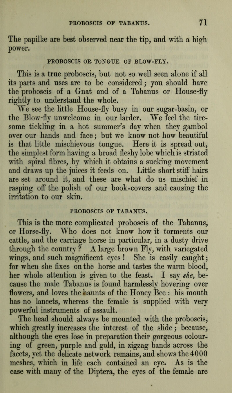 The papillae are best observed near the tip, and with a high power. PROBOSCIS OR TONGUE OF BLOW-FLY. This is a true proboscis, but not so well seen alone if all its parts and uses are to be considered; you should have the proboscis of a Gnat and of a Tabanus or House-fly rightly to understand the whole. We see the little House-fly busy in our sugar-basin, or the Blow-fly unwelcome in our larder. We feel the tire- some tickling in a hot summer's day when they gambol over our hands and face; but we know not how beautiful is that little mischievous tongue. Here it is spread out, the simplest form having a broad fleshy lobe which is striated with spiral fibres, by which it obtains a sucking movement and draws up the juices it feeds on. Little short stiff hairs are set around it, and these are what do us mischief in rasping off the polish of our book-covers and causing the irritation to our skin. PROBOSCIS OF TABANUS. This is the more complicated proboscis of the Tabanus, or Horse-fly. Who does not know how it torments our cattle, and the carriage horse in particular, in a dusty drive through the country ? A large brown My, with variegated wings, and such magnificent eyes! She is easily caught; for when she fixes on the horse and tastes the warm blood, her whole attention is given to the feast. I say she, be- cause the male Tabanus is found harmlessly hovering over flowers, and loves the haunts of the Honey Bee : his mouth has no lancets, whereas the female is supplied with very powerful instruments of assault. The head should always be mounted with the proboscis, which greatly increases the interest of the slide; because, although the eyes lose in preparation their gorgeous colour- ing of green, purple and gold, in zigzag bands across the facets, yet the delicate network remains, and shows the 4000 meshes, which in life each contained an eye. As is the case with many of the Diptera, the eyes of the female are