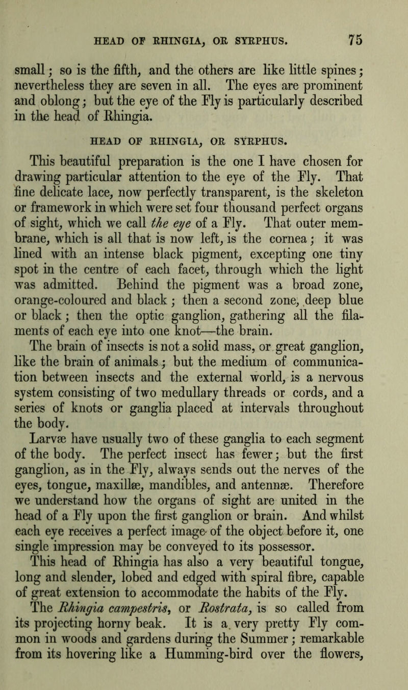 small; so is the fifth, and the others are like little spines; nevertheless they are seven in all. The eyes are prominent and oblong; but the eye of the Fly is particularly described in the head of Rhingia. HEAD OF RHINGIA, OR SYRPHUS. This beautiful preparation is the one I have chosen for drawing particular attention to the eye of the Fly. That fine delicate lace, now perfectly transparent, is the skeleton or framework in which were set four thousand perfect organs of sight, which we call the eye of a Fly. That outer mem- brane, which is all that is now left, is the cornea; it was lined with an intense black pigment, excepting one tiny spot in the centre of each facet, through which the light was admitted. Behind the pigment was a broad zone, orange-coloured and black; then a second zone, deep blue or black; then the optic ganglion, gathering all the fila- ments of each eye into one knot—the brain. The brain of insects is not a solid mass, or great ganglion, like the brain of animals; but the medium of communica- tion between insects and the external world, is a nervous system consisting of two medullary threads or cords, and a series of knots or ganglia placed at intervals throughout the body. Larvae have usually two of these ganglia to each segment of the body. The perfect insect has fewer; but the first ganglion, as in the Fly, always sends out the nerves of the eyes, tongue, maxillee, mandibles, and antennae. Therefore we understand how the organs of sight are united in the head of a Fly upon the first ganglion or brain. And whilst each eye receives a perfect image- of the object before it, one single impression may be conveyed to its possessor. This head of Rhingia has also a very beautiful tongue, long and slender, lobed and edged with spiral fibre, capable of great extension to accommodate the habits of the Fly. The Rhingia campestris, or Rostrata, is so called from its projecting horny beak. It is a. very pretty Fly com- mon in woods and gardens during the Summer; remarkable from its hovering like a Humming-bird over the flowers,
