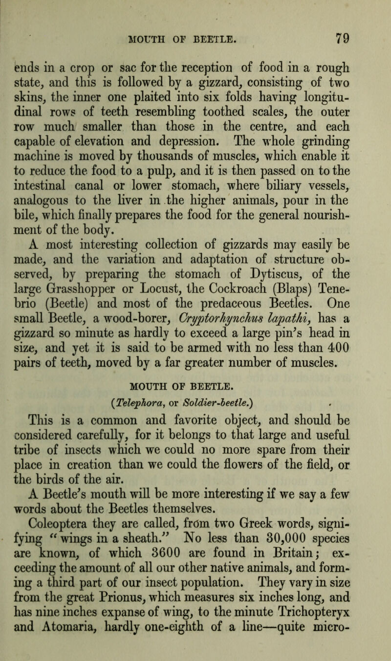 ends in a crop or sac for the reception of food in a rough state, and this is followed by a gizzard, consisting of two skins, the inner one plaited into six folds having longitu- dinal rows of teeth resembling toothed scales, the outer row much smaller than those in the centre, and each capable of elevation and depression. The whole grinding machine is moved by thousands of muscles, which enable it to reduce the food to a pulp, and it is then passed on to the intestinal canal or lower stomach, where biliary vessels, analogous to the liver in the higher animals, pour in the bile, which finally prepares the food for the general nourish- ment of the body. A most interesting collection of gizzards may easily be made, and the variation and adaptation of structure ob- served, by preparing the stomach of Dytiscus, of the large Grasshopper or Locust, the Cockroach (Blaps) Tene- brio (Beetle) and most of the predaceous Beetles. One small Beetle, a wood-borer, GryptorJiyncJms lap at hi, has a gizzard so minute as hardly to exceed a large pin's head in size, and yet it is said to be armed with no less than 400 pairs of teeth, moved by a far greater number of muscles. MOUTH OF BEETLE. (Telephora, or Soldier-beetle.) This is a common and favorite object, and should be considered carefully, for it belongs to that large and useful tribe of insects which we could no more spare from their place in creation than we could the flowers of the field, or the birds of the air. A Beetle's mouth will be more interesting if we say a few words about the Beetles themselves. Coleoptera they are called, from two Greek words, signi- fying “ wings in a sheath. No less than 30,000 species are known, of which 3600 are found in Britain; ex- ceeding the amount of all our other native animals, and form- ing a third part of our insect population. They vary in size from the great Prionus, which measures six inches long, and has nine inches expanse of wing, to the minute Trichopteryx and Atomaria, hardly one-eighth of a line—quite micro-