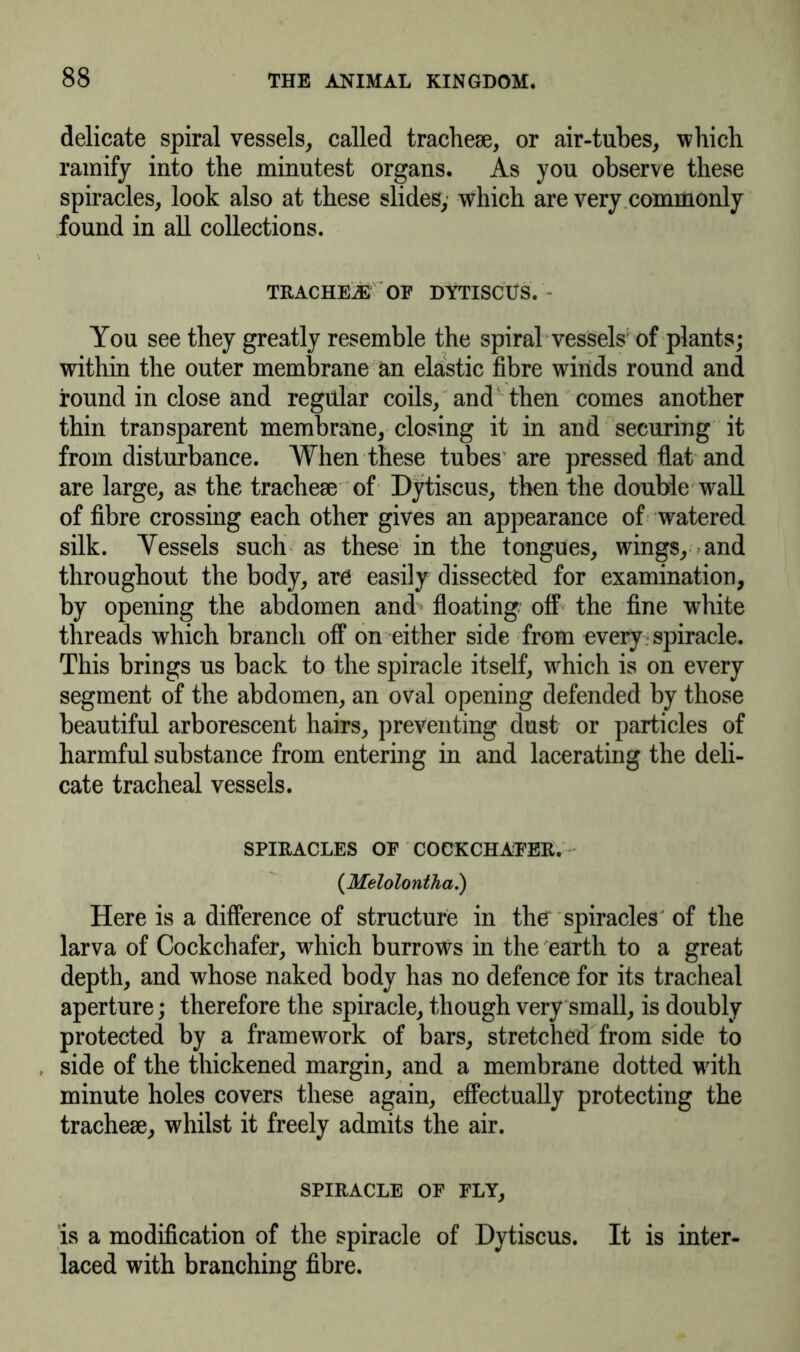 delicate spiral vessels, called tracheae, or air-tubes, which ramify into the minutest organs. As you observe these spiracles, look also at these slides, which are very commonly found in all collections. TRACHEAE OF DYTISCUS. - You see they greatly resemble the spiral vessels of plants; within the outer membrane an elastic fibre winds round and round in close and regular coils, and then comes another thin transparent membrane, closing it in and securing it from disturbance. When these tubes are pressed flat and are large, as the tracheae of Dytiscus, then the double wall of fibre crossing each other gives an appearance of watered silk. Yessels such as these in the tongues, wings, and throughout the body, are easily dissected for examination, by opening the abdomen and floating off the fine white threads which branch off on either side from every spiracle. This brings us back to the spiracle itself, wdiich is on every segment of the abdomen, an oval opening defended by those beautiful arborescent hairs, preventing dust or particles of harmful substance from entering in and lacerating the deli- cate tracheal vessels. SPIRACLES OP COCKCHAFER. (Melolontha.) Here is a difference of structure in the spiracles of the larva of Cockchafer, which burrows in the earth to a great depth, and whose naked body has no defence for its tracheal aperture; therefore the spiracle, though very small, is doubly protected by a framework of bars, stretched from side to , side of the thickened margin, and a membrane dotted with minute holes covers these again, effectually protecting the trachese, whilst it freely admits the air. SPIRACLE OF FLY, is a modification of the spiracle of Dytiscus. It is inter- laced with branching fibre.