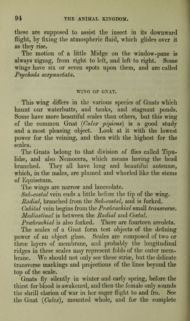 these are supposed to assist the insect in its downward flight, by fixing the atmospheric fluid, which glides over it as they rise. The motion of a little Midge on the window-pane is always zigzag, from right to left, and left to right. Some wings have six or seven spots upon them, and are called Psychoda sexpunctata. WING OF GNAT. This wing differs in the various species of Gnats which haunt our waterbutts, and tanks, and stagnant ponds. Some have more beautiful scales than others, but this wing of the common Gnat (Culex pipiens) is a good study and a most pleasing object. Look at it with the lowest power for the veining, and then with the highest for the scales. The Gnats belong to that division of flies called Tipu- lidae, and also Nemocera, which means having the head branched. They all have long and beautiful antennae, which, in the males, are plumed and whorled like the stems of Equisetum. The wings are narrow and lanceolate. Sub-costal vein ends a little before the tip of the wing. Radial, branched from the Sub-costal, and is forked. Cubital vein begins from the Prcebrachial small transverse. Mediastinal is between the Radial and Costal. Prcebrachial is also forked. There are fourteen areolets. The scales of a Gnat form test objects of the defining power of an object glass. Scales are composed of two or three layers of membrane, and probably the longitudinal ridges in these scales may represent folds of the outer mem- brane. We should not only see these striae, but the delicate transverse markings and projections of the lines beyond the top of the scale. Gnats fly silently in winter and early spring, before the thirst for blood is awakened, and then the female only sounds the shrill clarion of war in her eager flight to and fro. See the Gnat {Culex), mounted whole, and for the complete
