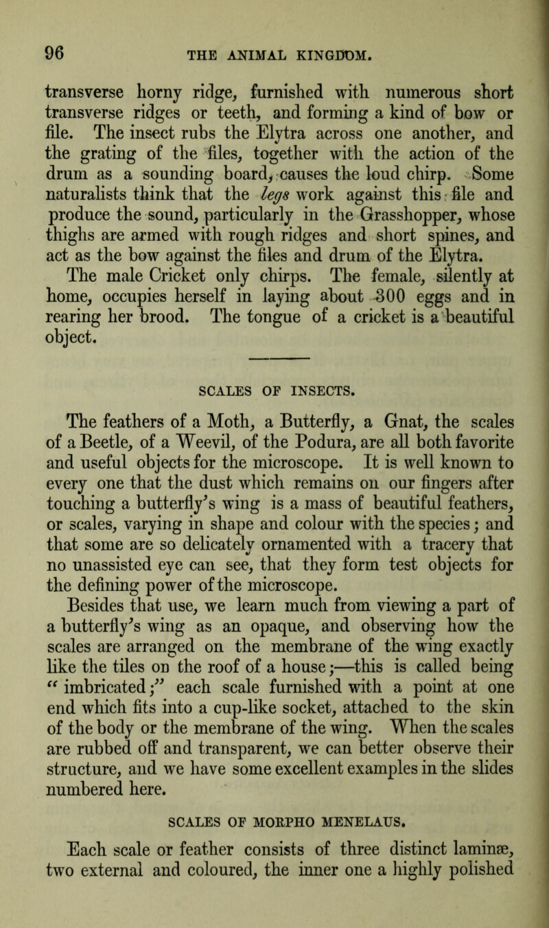 transverse horny ridge, furnished with numerous short transverse ridges or teeth, and forming a kind of bow or file. The insect rubs the Elytra across one another, and the grating of the files, together with the action of the drum as a sounding board, causes the loud chirp. Some naturalists think that the legs work against this: file and produce the sound, particularly in the Grasshopper, whose thighs are armed with rough ridges and short spines, and act as the bow against the files and drum of the Elytra. The male Cricket only chirps. The female, silently at home, occupies herself in laying about -300 eggs and in rearing her brood. The tongue of a cricket is a beautiful SCALES OF INSECTS. The feathers of a Moth, a Butterfly, a Gnat, the scales of a Beetle, of a Weevil, of the Podura, are all both favorite and useful objects for the microscope. It is well known to every one that the dust which remains on our fingers after touching a butterfly's wing is a mass of beautiful feathers, or scales, varying in shape and colour with the species; and that some are so delicately ornamented with a tracery that no unassisted eye can see, that they form test objects for the defining power of the microscope. Besides that use, we learn much from viewing a part of a butterfly's wing as an opaque, and observing how the scales are arranged on the membrane of the wing exactly like the tiles on the roof of a house;—this is called being “ imbricatedeach scale furnished with a point at one end which fits into a cup-like socket, attached to the skin of the body or the membrane of the wing. When the scales are rubbed off and transparent, we can better observe their structure, and we have some excellent examples in the slides numbered here. SCALES OF MORPHO MENELAUS. Each scale or feather consists of three distinct laminse, two external and coloured, the inner one a highly polished