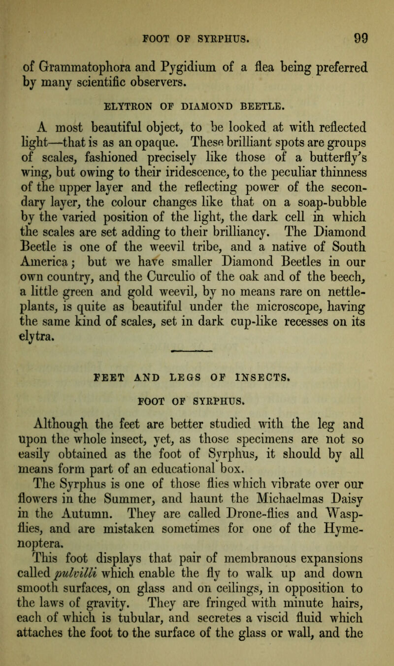 of Grammatophora and Pygidium of a flea being preferred by many scientific observers. ELYTRON OF DIAMOND BEETLE. A most beautiful object, to be looked at with reflected light—that is as an opaque. These brilliant spots are groups of scales, fashioned precisely like those of a butterfly's wing, but owing to their iridescence, to the peculiar thinness of the upper layer and the reflecting power of the secon- dary layer, the colour changes like that on a soap-bubble by the varied position of the light, the dark cell in which the scales are set adding to their brilliancy. The Diamond Beetle is one of the weevil tribe, and a native of South America; but we have smaller Diamond Beetles in our own country, and the Curculio of the oak and of the beech, a little green and gold weevil, by no means rare on nettle- plants, is quite as beautiful under the microscope, having the same kind of scales, set in dark cup-like recesses on its elytra. FEET AND LEGS OF INSECTS. FOOT OF SYRPHUS. Although the feet are better studied with the leg and upon the whole insect, yet, as those specimens are not so easily obtained as the foot of Syrphus, it should by all means form part of an educational box. The Syrphus is one of those flies which vibrate over our flowers in the Summer, and haunt the Michaelmas Daisy in the Autumn. They are called Drone-flies and Wasp- flies, and are mistaken sometimes for one of the Hyme- noptera. This foot displays that pair of membranous expansions called pulvilli which enable the fly to walk up and down smooth surfaces, on glass and on ceilings, in opposition to the laws of gravity. They are fringed with minute hairs, each of which is tubular, and secretes a viscid fluid which attaches the foot to the surface of the glass or wall, and the