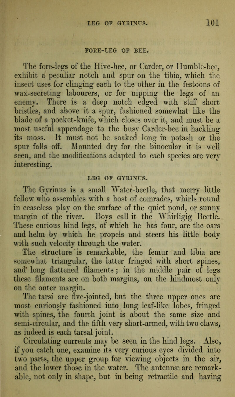 FOFE-LEG OF BEE. The fore-legs of the Hive-bee, or Carder, or Humble-bee, exhibit a peculiar notch and spur on the tibia, which the insect uses for clinging each to the other in the festoons of wax-secreting labourers, or for nipping the legs of an enemy. There is a deep notch edged with stiff short bristles, and above it a spur, fashioned somewhat like the blade of a pocket-knife, which closes over it, and must be a most useful appendage to the busy Carder-bee in hackling its moss. It must not be soaked long in potash or the spur falls off. Mounted dry for the binocular it is well seen, and the modifications adapted to each species are very interesting. LEG OF GYFINUS. The Gyrinus is a small Water-beetle, that merry little fellow who assembles with a host of comrades, whirls round in ceaseless play on the surface of the quiet pond, or sunny margin of the river. Boys call it the Whirligig Beetle. These curious hind legs, of which he has four, are the oars and helm by which he propels and steers his little body with such velocity through the water. The structure' is remarkable, the femur and tibia are somewhat triangular, the latter fringed with short spines, and* long flattened filaments ; in the middle pair of legs these filaments are on both margins, on the hindmost only on the outer margin. The tarsi are five-jointed, but the three upper ones are most curiously fashioned into, long leaf-like lobes, fringed with spines, the fourth joint is about the same size and semi-circular, and the fifth very short-armed, with two claws, as indeed is each tarsal joint. Circulating currents may be seen in the hind legs. Also, if you catch one, examine its very curious eyes divided into two parts, the upper group for viewing objects in the air, and the lower those in the water. The antennse are remark- able, not only in shape, but in being retractile and having