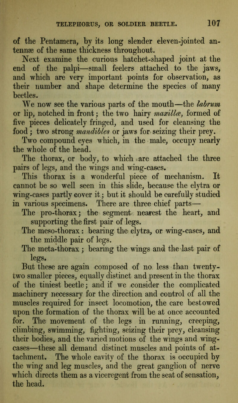of the Pentamera, by its long slender eleven-jointed an- tennse of the same thickness throughout. Next examine the curious hatchet-shaped joint at the end of the palpi—small feelers attached to the jaws, and which are very important points for observation, as their number and shape determine the species of many beetles. We now see the various parts of the mouth—the labrum or lip, notched in front; the two hairy maxilla, formed of five pieces delicately fringed, and used for cleansing the food; two strong mandibles or jaws for seizing their prey. Two compound eyes which, in the male, occupy nearly the whole of the head. The thorax, or body, to which are attached the three pairs of legs, and the wings and wing-cases. This thorax is a wonderful piece of mechanism. It cannot be so well seen in this slide, because the elytra or wing-cases partly cover it; but it should be carefully studied in various specimens. There are three chief parts— The pro-thorax; the segment nearest the heart, and supporting the first pair of legs. The meso-thorax: bearing the elytra, or wing-cases, and the middle pair of legs. The meta-thorax; bearing the wings and the last pair of legs. But these are again composed of no less than twenty- two smaller pieces, equally distinct and present in the thorax of the tiniest beetle; and if we consider the complicated machinery necessary for the direction and control of all the muscles required for insect locomotion, the care bestowed upon the formation of the thorax will be at once accounted for. The movement of the legs in running, creeping, climbing, swimming, fighting, seizing their prey, cleansing their bodies, and the varied motions of the wings and wing- cases—these all demand distinct muscles and points of at- tachment. The whole cavity of the thorax is occupied by the wing and leg muscles, and the great ganglion of nerve which directs them as a viceregent from the seat of sensation, the head.
