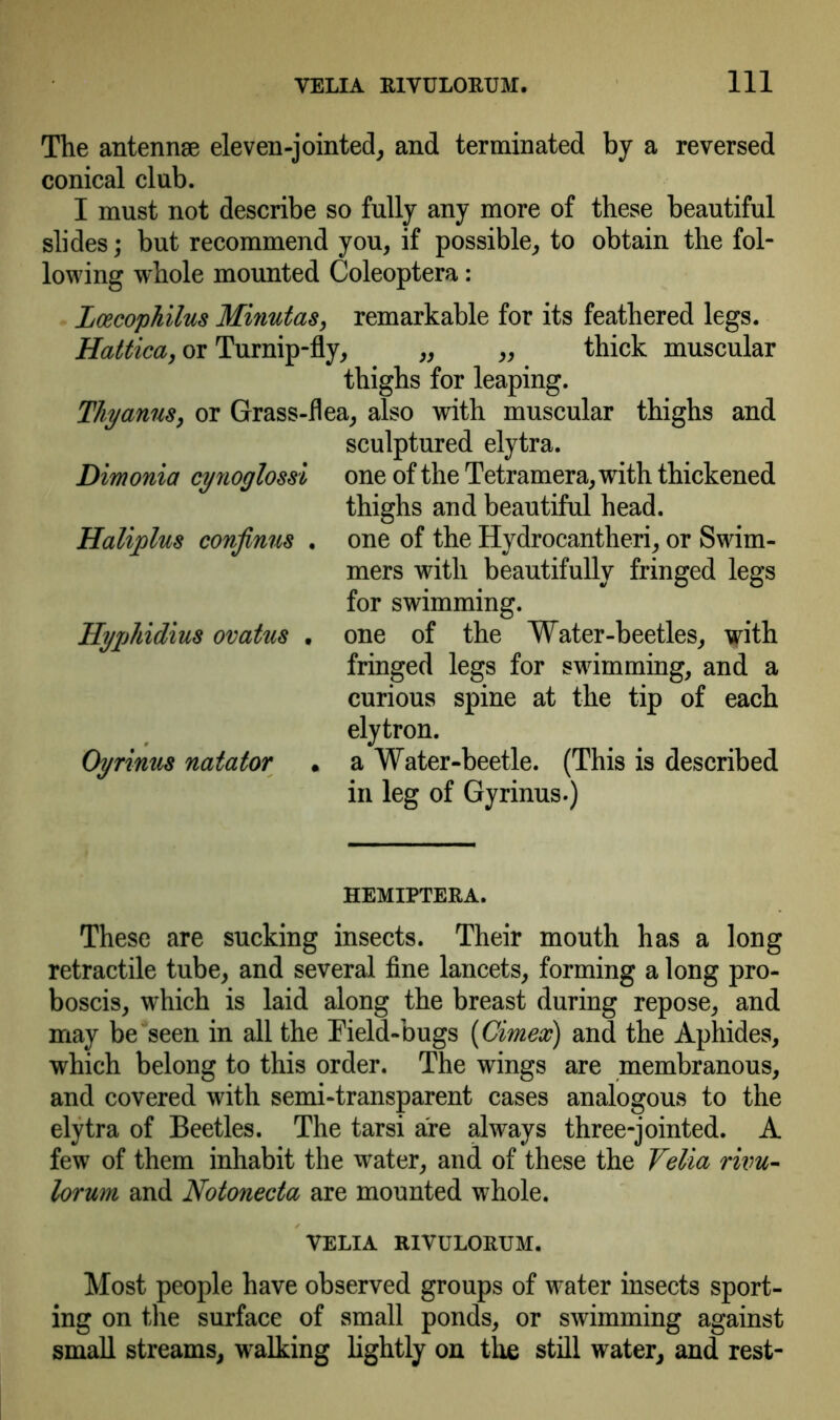 The antennse eleven-jointed, and terminated by a reversed conical club. I must not describe so fully any more of these beautiful slides; but recommend you, if possible, to obtain the fol- lowing whole mounted Coleoptera: Lcecophilus Minutas, remarkable for its feathered legs. Hattica, or Turnip-fly, „ „ thick muscular thighs for leaping. Tliyanus, or Grass-flea, also with muscular thighs and sculptured elytra. one of the Tetramera, with thickened thighs and beautiful head, one of the Hydrocantheri, or Swim- mers with beautifully fringed legs for swimming. one of the Water-beetles, with fringed legs for swimming, and a curious spine at the tip of each elytron. a Water-beetle. (This is described in leg of Gyrinus.) HEMIPTERA. These are sucking insects. Their mouth has a long retractile tube, and several fine lancets, forming a long pro- boscis, which is laid along the breast during repose, and may be seen in all the Field-bugs (Gimex) and the Aphides, which belong to this order. The wings are membranous, and covered with semi-transparent cases analogous to the elytra of Beetles. The tarsi are always three-jointed. A few of them inhabit the water, and of these the Telia rivu- lorum and Notonecta are mounted whole. YELIA RIYULORUM. Most people have observed groups of water insects sport- ing on the surface of small ponds, or swimming against small streams, walking lightly on the still water, and rest- Dimonia cynoglossi Haliplus conjinus . Hyphidius ovatus . Oyrinus natator