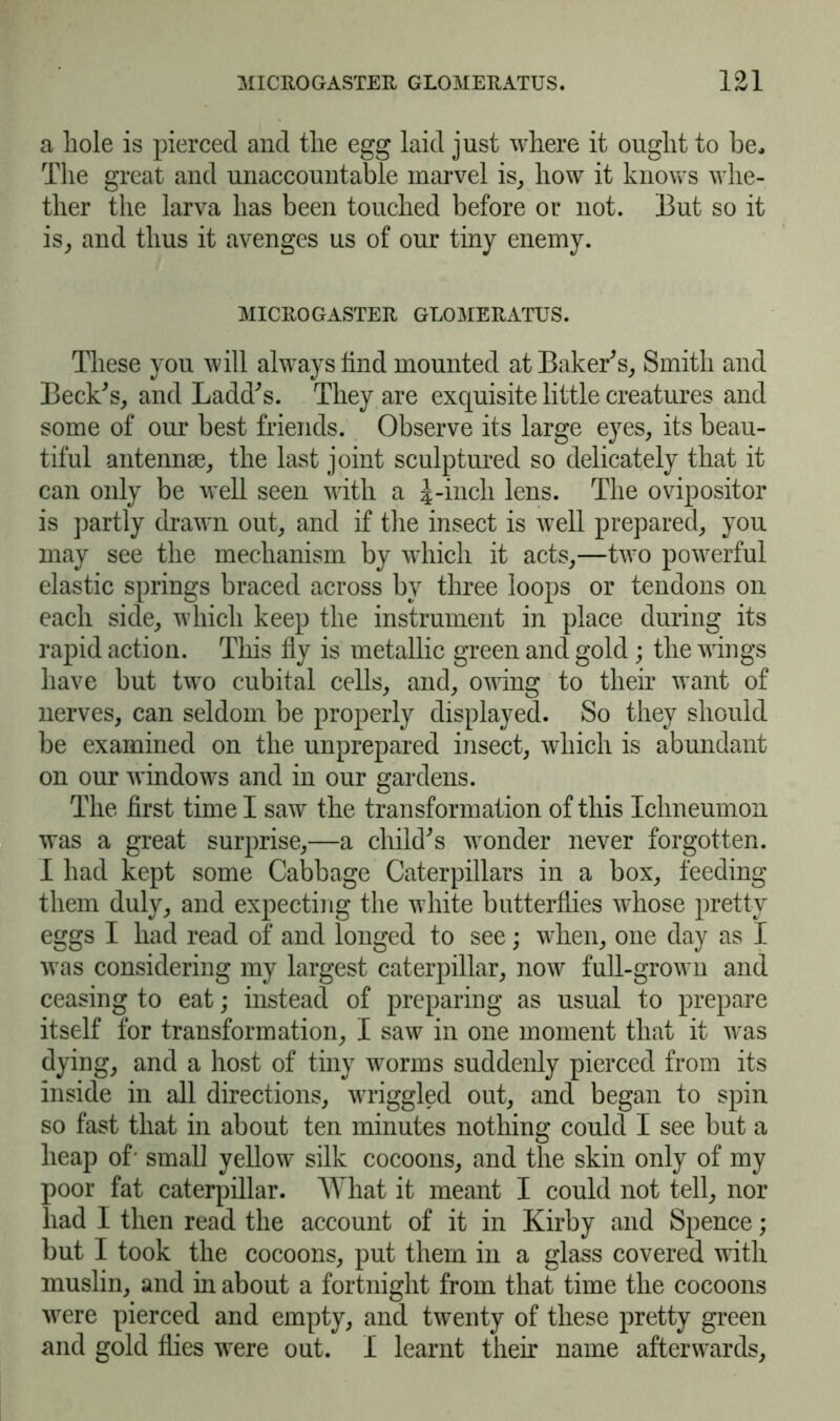 a hole is pierced and the egg laid just where it ought to be. The great and unaccountable marvel is, how it knows whe- ther the larva has been touched before or not. But so it is, and thus it avenges us of our tiny enemy. MICROGASTER GLOMERATUS. These you will always find mounted at Baker's, Smith and Beck's, and Ladd's. They are exquisite little creatures and some of our best friends. Observe its large eyes, its beau- tiful antennse, the last joint sculptured so delicately that it can only be well seen with a J-inch lens. The ovipositor is partly drawn out, and if the insect is well prepared, you may see the mechanism by which it acts,—two powerful elastic springs braced across by three loops or tendons on each side, which keep the instrument in place during its rapid action. This fly is metallic green and gold ; the wings have but two cubital cells, and, owing to their want of nerves, can seldom be properly displayed. So they should be examined on the unprepared insect, which is abundant on our windows and in our gardens. The first time I saw the transformation of this Ichneumon was a great surprise,—a child's wonder never forgotten. I had kept some Cabbage Caterpillars in a box, feeding them duly, and expecting the white butterflies whose pretty eggs I had read of and longed to see; when, one day as I was considering my largest caterpillar, now full-grown and ceasing to eat; instead of preparing as usual to prepare itself for transformation, I saw in one moment that it was dying, and a host of tiny worms suddenly pierced from its inside in all directions, wriggled out, and began to spin so fast that in about ten minutes nothing could I see but a heap of- small yellow silk cocoons, and the skin only of my poor fat caterpillar. What it meant I could not tell, nor had I then read the account of it in Kirby and Spence; but I took the cocoons, put them in a glass covered with muslin, and in about a fortnight from that time the cocoons were pierced and empty, and twenty of these pretty green and gold flies were out. I learnt their name afterwards,