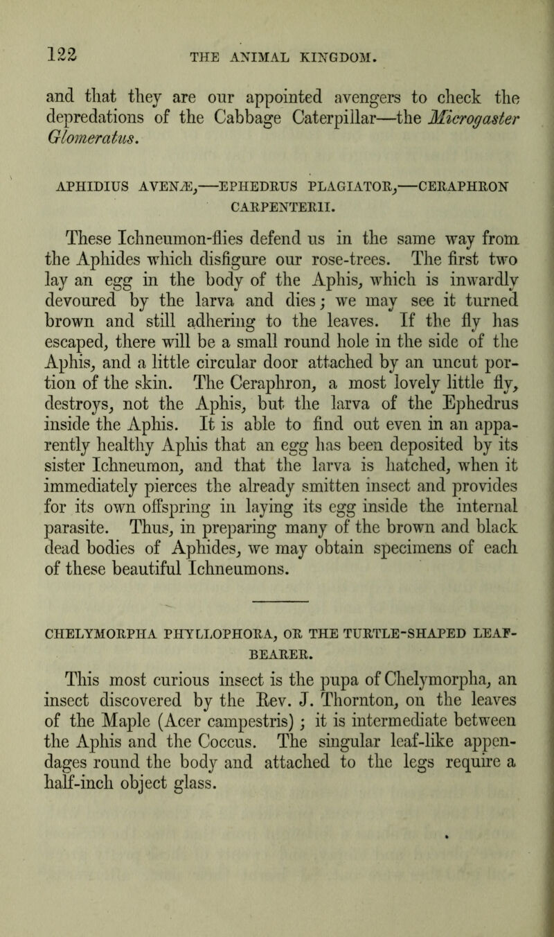 and that they are our appointed avengers to check the depredations of the Cabbage Caterpillar—the Microgaster Glomeratus. APHIDIUS AVEN^}, EPHEDRUS PLAGIATOR,—CERAPHRON CARPENTER1I. These Ichneumon-flies defend us in the same way from the Aphides which disfigure our rose-trees. The first two lay an egg in the body of the Aphis, which is inwardly devoured by the larva and dies; we may see it turned brown and still adhering to the leaves. If the fly has escaped, there will be a small round hole in the side of the Aphis, and a little circular door attached by an uncut por- tion of the skin. The Ceraphron, a most lovely little fly, destroys, not the Aphis, but the larva of the Ephedrus inside the Aphis. It is able to find out even in an appa- rently healthy Aphis that an egg has been deposited by its sister Ichneumon, and that the larva is hatched, when it immediately pierces the already smitten insect and provides for its own offspring in laying its egg inside the internal parasite. Thus, in preparing many of the brown and black dead bodies of Aphides, we may obtain specimens of each of these beautiful Ichneumons. CHELYMORPIIA PHYLLOPIIORA, OR THE TURTLE-SHAPED LEAF- BEARER. This most curious insect is the pupa of Chelymorpha, an insect discovered by the Eev. J. Thornton, on the leaves of the Maple (Acer campestris); it is intermediate between the Aphis and the Coccus. The singular leaf-like appen- dages round the body and attached to the legs require a half-inch object glass.