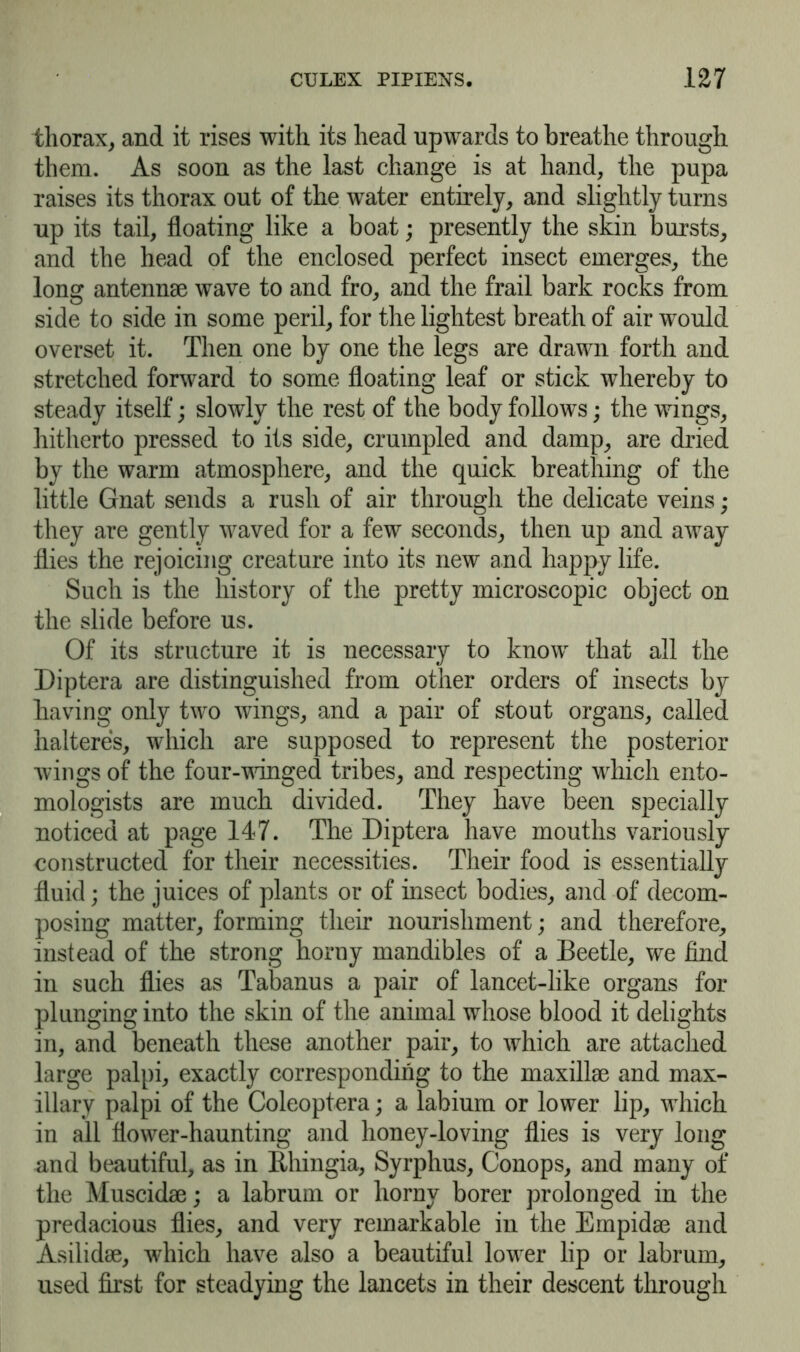 thorax, and it rises with its head upwards to breathe through them. As soon as the last change is at hand, the pupa raises its thorax out of the water entirely, and slightly turns up its tail, floating like a boat; presently the skin bursts, and the head of the enclosed perfect insect emerges, the long antennae wave to and fro, and the frail bark rocks from side to side in some peril, for the lightest breath of air would overset it. Then one by one the legs are drawn forth and stretched forward to some floating leaf or stick whereby to steady itself; slowly the rest of the body follows; the wings, hitherto pressed to its side, crumpled and damp, are dried by the warm atmosphere, and the quick breathing of the little Gnat sends a rush of air through the delicate veins ; they are gently waved for a few seconds, then up and away flies the rejoicing creature into its new and happy life. Such is the history of the pretty microscopic object on the slide before us. Of its structure it is necessary to know that all the Diptera are distinguished from other orders of insects by having only two wings, and a pair of stout organs, called halteres, which are supposed to represent the posterior wings of the four-winged tribes, and respecting which ento- mologists are much divided. They have been specially noticed at page 147. The Diptera have mouths variously constructed for their necessities. Their food is essentially fluid; the juices of plants or of insect bodies, and of decom- posing matter, forming their nourishment; and therefore, instead of the strong horny mandibles of a Beetle, we find in such flies as Tabanus a pair of lancet-like organs for plunging into the skin of the animal whose blood it delights in, and beneath these another pair, to which are attached large palpi, exactly corresponding to the maxillae and max- illary palpi of the Coleoptera; a labium or lower lip, which in all flower-haunting and honey-loving flies is very long and beautiful, as in Ithingia, Syrphus, Conops, and many of the Muscidae; a labrum or horny borer prolonged in the predacious flies, and very remarkable in the Empidae and Asilidae, which have also a beautiful lower lip or labrum, used first for steadying the lancets in their descent through