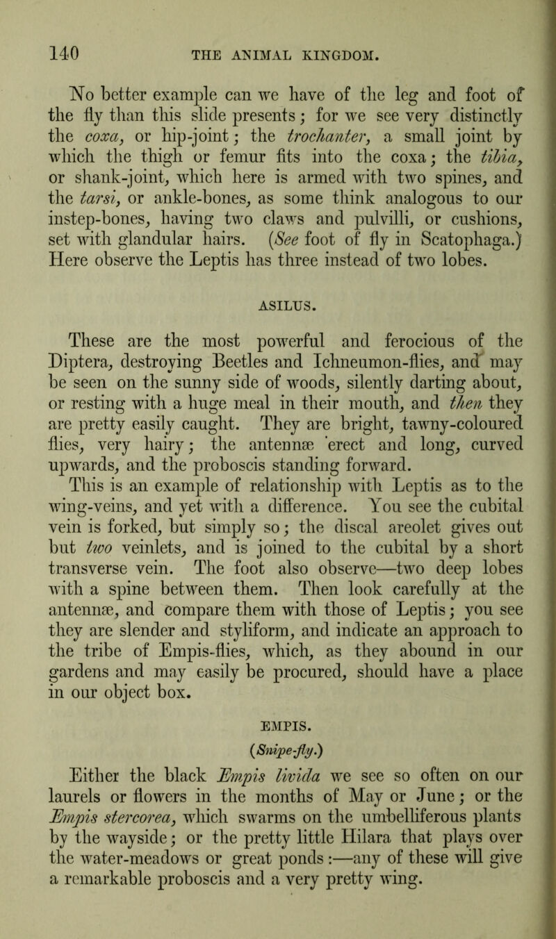 No better example can we have of the leg and foot of the fly than this slide presents; for we see very distinctly the coxa, or hip-joint; the trochanter, a small joint by which the thigh or femur fits into the coxa; the tibia, or shank-joint,, which here is armed with two spines, and the tarsi, or ankle-bones, as some think analogous to our instep-bones, having two claws and pulvilli, or cushions, set with glandular hairs. (See foot of fly in Scatophaga.) Here observe the Leptis has three instead of two lobes. ASILTJS. These are the most powerful and ferocious of the Diptera, destroying Beetles and Ichneumon-flies, ancT may be seen on the sunny side of woods, silently darting about, or resting with a huge meal in their mouth, and then they are pretty easily caught. They are bright, tawny-coloured flies, very hairy; the antennae erect and long, curved upwards, and the proboscis standing forward. This is an example of relationship with Leptis as to the wing-veins, and yet with a difference. You see the cubital vein is forked, but simply so; the discal areolet gives out but tivo veinlets, and is joined to the cubital by a short transverse vein. The foot also observe—two deep lobes with a spine between them. Then look carefully at the antennae, and compare them with those of Leptis; you see they are slender and styliform, and indicate an approach to the tribe of Empis-flies, which, as they abound in our gardens and may easily be procured, should have a place in our object box. EMPIS. {Snipe-fly.) Either the black JEmpis livicla we see so often on our laurels or flowers in the months of May or June; or the Emjois stercorea, which swarms on the umbelliferous plants by the wayside; or the pretty little Hilara that plays over the water-meadows or great ponds :—any of these will give a remarkable proboscis and a very pretty wing.
