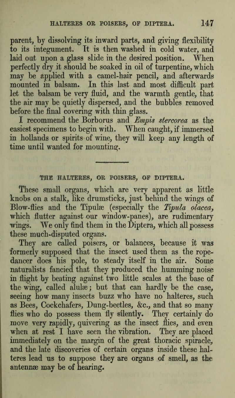 parent, by dissolving its inward parts, and giving flexibility to its integument. Tt is then washed in cold water, and laid out upon a glass slide in the desired position. When perfectly dry it should be soaked in oil of turpentine, which may be applied with a camel-hair pencil, and afterwards mounted in balsam. In this last and most difficult part let the balsam be very fluid, and the warmth gentle, that the air may be quietly dispersed, and the bubbles removed before the final covering with thin glass. I recommend the Borborus and Empis stercorea as the easiest specimens to begin with. When caught, if immersed in hollands or spirits of wine, they will keep any length of time until wanted for mounting. THE HALTERES, OR POISERS, OF DIPTERA. These small organs, which are very apparent as little knobs on a stalk, like drumsticks, just behind the wings of Blow-flies and the Tipulae (especially the Tipula olacea> which flutter against our window-panes), are rudimentary wings. We only find them in the Diptera, which all possess these much-disputed organs. They are called poisers, or balances, because it was formerly supposed that the insect used them as the rope- dancer does his pole, to steady itself in the air. Some naturalists fancied that they produced the humming noise in flight by beating against two little scales at the base of the wing, called alulae; but that can hardly be the case, seeing how many insects buzz who have no halteres, such as Bees, Cockchafers, Dung-beetles,, &c., and that so many flies who do possess them fly silently. They certainly do move very rapidly, quivering as the insect flies, and even when at rest I have seen the vibration. They are placed immediately on the margin of the great thoracic spiracle, and the late discoveries of certain organs inside these hal- teres lead us to suppose they are organs of smell, as the antennae may be of hearing.