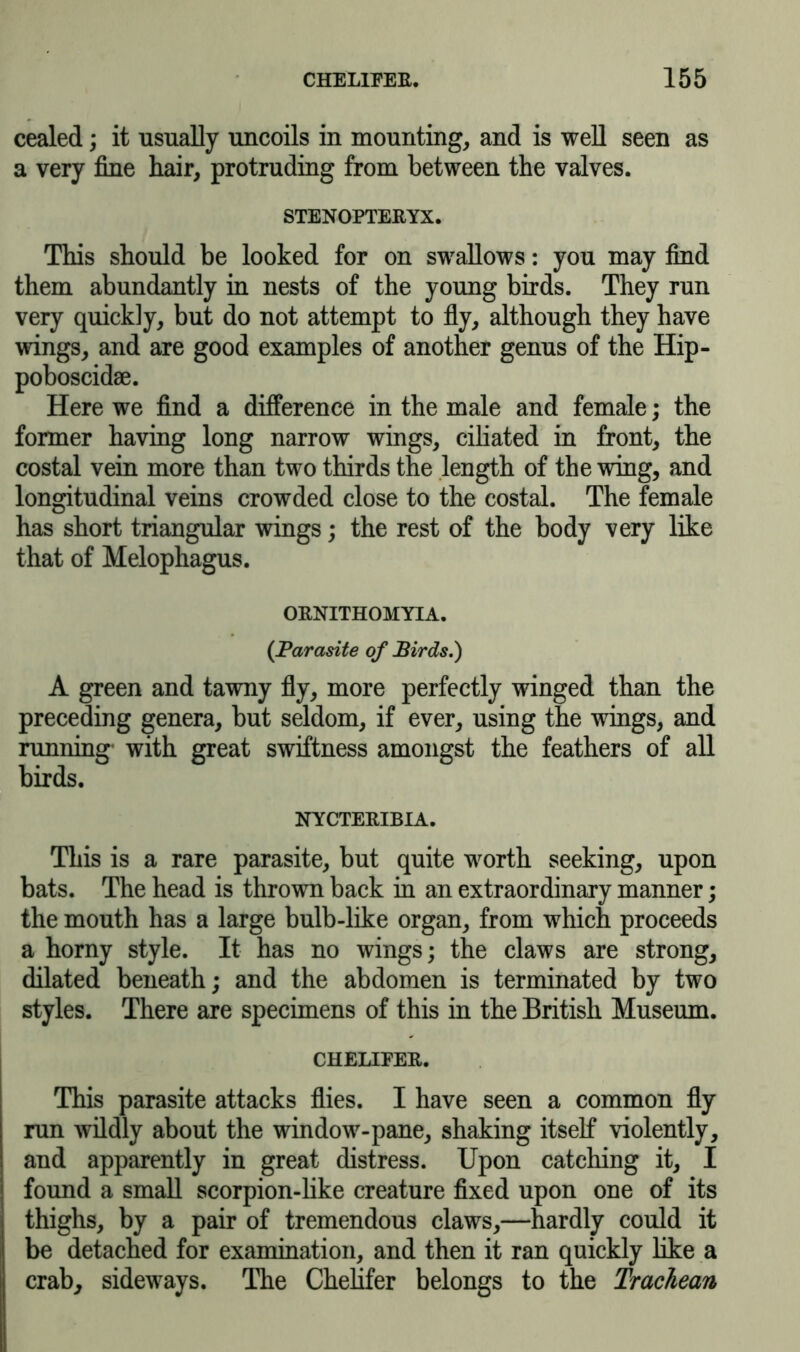 cealed; it usually uncoils in mounting, and is well seen as a very fine hair, protruding from between the valves. STENOPTERYX. This should be looked for on swallows: you may find them abundantly in nests of the young birds. They run very quickly, but do not attempt to fly, although they have wings, and are good examples of another genus of the Hip- poboscidse. Here we find a difference in the male and female; the former having long narrow wings, ciliated in front, the costal vein more than two thirds the length of the wing, and longitudinal veins crowded close to the costal. The female has short triangular wings; the rest of the body very like that of Melophagus. ORNITHOMYIA. (Parasite of Birds,) A green and tawny fly, more perfectly winged than the preceding genera, but seldom, if ever, using the wings, and running with great swiftness amongst the feathers of all birds. NYCTERIBIA. This is a rare parasite, but quite worth seeking, upon bats. The head is thrown back in an extraordinary manner; the mouth has a large bulb-like organ, from which proceeds a horny style. It has no wings; the claws are strong, dilated beneath; and the abdomen is terminated by two styles. There are specimens of this in the British Museum. CHELIFER. This parasite attacks flies. I have seen a common fly run wildly about the window-pane, shaking itself violently, and apparently in great distress. Upon catching it, I found a small scorpion-like creature fixed upon one of its thighs, by a pair of tremendous claws,—hardly could it be detached for examination, and then it ran quickly like a crab, sideways. The Chehfer belongs to the Trachean