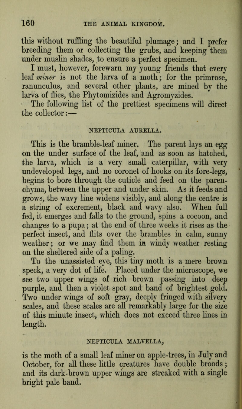 this without ruffling the beautiful plumage; and I prefer breeding them or collecting the grubs, and keeping them under muslin shades, to ensure a perfect specimen. I must, however, forewarn my young friends that every leaf miner is not the larva of a moth; for the primrose, ranunculus, and several other plants, are mined by the larva of flies, the Phytomizides and Agromyzides. The following list of the prettiest specimens will direct the collector:— NEPTICULA AU&ELLA. This is the bramble-leaf miner. The parent lays an egg on the under surface of the leaf, and as soon as hatched, the larva, which is a very small caterpillar, with very undeveloped legs, and no coronet of hooks on its fore-legs, begins to bore through the cuticle and feed on the paren- chyma, between the upper and under skin. As it feeds and grows, the wavy line widens visibly, and along the centre is a string of excrement, black and wavy also. When full fed, it emerges and falls to the ground, spins a cocoon, and changes to a pupa; at the end of three weeks it rises as the perfect insect, and flits over the brambles in calm, sunny weather; or we may find them in windy weather resting on the sheltered side of a paling. To the unassisted eye, this tiny moth is a mere brown speck, a very dot of life. Placed under the microscope, we see two upper wings of rich brown passing into deep purple, and then a violet spot and band of brightest gold. Two under wings of soft gray, deeply fringed with silvery scales, and these scales are all remarkably large for the size of this minute insect, which does not exceed three lines in length. NEPTICULA MALVELLA, is the moth of a small leaf miner on apple-trees, in July and October, for all these little creatures have double broods; and its dark-brown upper wings are streaked with a single bright pale band.