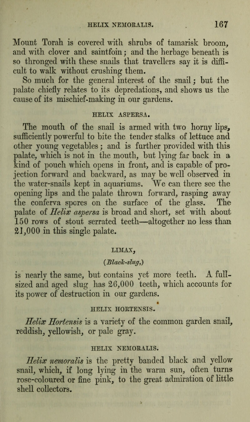 Mount Torah is covered with shrubs of tamarisk broom, and with clover and saintfoin; and the herbage beneath is so thronged with these snails that travellers say it is diffi- cult to walk without crushing them. So much for the general interest of the snail; but the palate chiefly relates to its depredations, and shows us the cause of its mischief-making in our gardens. HELIX ASPERSA. The mouth of the snail is armed with two horny lips, sufficiently powerful to bite the tender stalks of lettuce and other young vegetables; and is further provided with this palate, which is not in the mouth, but lying far back in a kind of pouch which opens in front, and is capable of pro- jection forward and backward, as may be well observed in the water-snails kept in aquariums. We can there see the opening lips and the palate thrown forward, rasping away the conferva spores on the surface of the glass. The palate of Helix aspersa is broad and short, set writh about 150 rows of stout serrated teeth—altogether no less than 21,000 in this single palate. LIMAX, (JBlack-slug is nearly the same, but contains yet more teeth. A full- sized and aged slug has 26,000 teeth, which accounts for its power of destruction in our gardens. HELIX HORTENSIS. Helix Hortensis is a variety of the common garden snail, reddish, yellowish, or pale gray. HELIX NEMORALIS. Helix nemoralis is the pretty banded black and yellow snail, which, if long lying in the warm sun, often turns rose-coloured or fine pink, to the great admiration of little shell collectors.