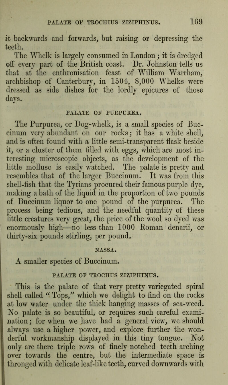 it backwards and forwards, but raising or depressing the teeth. The Whelk is largely consumed in London; it is dredged off every part of the British coast. L)r. Johnston tells us that at the enthronisation feast of William Warrham, archbishop of Canterbury, in 1504, 8,000 Whelks were dressed as side dishes for the lordly epicures of those days. PALATE OF PURPUREA. The Purpurea, or Dog-whelk, is a small species of Buc- cinum very abundant on our rocks; it has a white shell, and is often found with a little semi-transparent flask beside it, or a cluster of them filled with eggs, which are most in- teresting microscopic objects, as the development of the little mollusc is easily watched. The palate is pretty and resembles that of the larger Buccinum. It was from this shell-fish that the Tyrians procured their famous purple dye, making a bath of the liquid in the proportion of two pounds of Buccinum liquor to one pound of the purpurea. The process being tedious, and the needful quantity of these little creatures very great, the price of the wool so dyed was enormously high—no less than 1000 Koman denarii, or thirty-six pounds Stirling, per pound. NASSA. A smaller species of Buccinum. PALATE OF TROCHUS ZIZIPHINUS. This is the palate of that very pretty variegated spiral shell called Tops,” which we delight to find on the rocks at low water under the thick hanging masses of sea-weed. No palate is so beautiful, or requires such careful exami- nation ; for when we have had a general view, we should always use a higher power, and explore further the won- derful workmanship displayed in this tiny tongue. Not only are there triple rows of finely notched teeth arching over towards the centre, but the intermediate space is thronged with delicate leaf-like teeth, curved downwards with