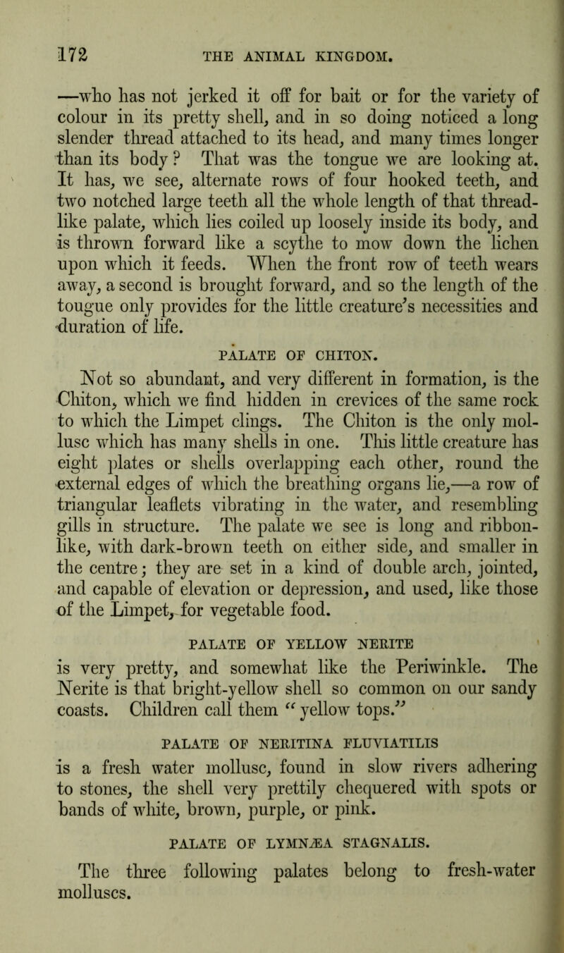 —who has not jerked it off for bait or for the variety of colour in its pretty shell, and in so doing noticed a long slender thread attached to its head, and many times longer than its body ? That was the tongue we are looking at. It has, we see, alternate rows of four hooked teeth, and two notched large teeth all the whole length of that thread- like palate, which lies coiled up loosely inside its body, and is thrown forward like a scythe to mow down the lichen upon which it feeds. When the front row of teeth wears away, a second is brought forward, and so the length of the tougue only provides for the little creature's necessities and •duration of life. PALATE OF CHITON. Not so abundant, and very different in formation, is the Chiton, which we find hidden in crevices of the same rock to which the Limpet clings. The Chiton is the only mol- lusc which has many shells in one. This little creature has eight plates or shells overlapping each other, round the external edges of which the breathing organs lie,—a row of triangular leaflets vibrating in the water, and resembling gills in structure. The palate we see is long and ribbon- like, with dark-brown teeth on either side, and smaller in the centre; they are set in a kind of double arch, jointed, and capable of elevation or depression, and used, like those of the Limpet, for vegetable food. PALATE OF YELLOW NEPITE is very pretty, and somewhat like the Periwinkle. The Nerite is that bright-yellow shell so common on our sandy coasts. Children call them “ yellow tops. PALATE OF NEBITINA FLUVIATILIS is a fresh water mollusc, found in slow rivers adhering to stones, the shell very prettily chequered with spots or bands of white, brown, purple, or pink. PALATE OF LYMNiEA STAGNALIS. The three following palates belong to fresh-water molluscs.