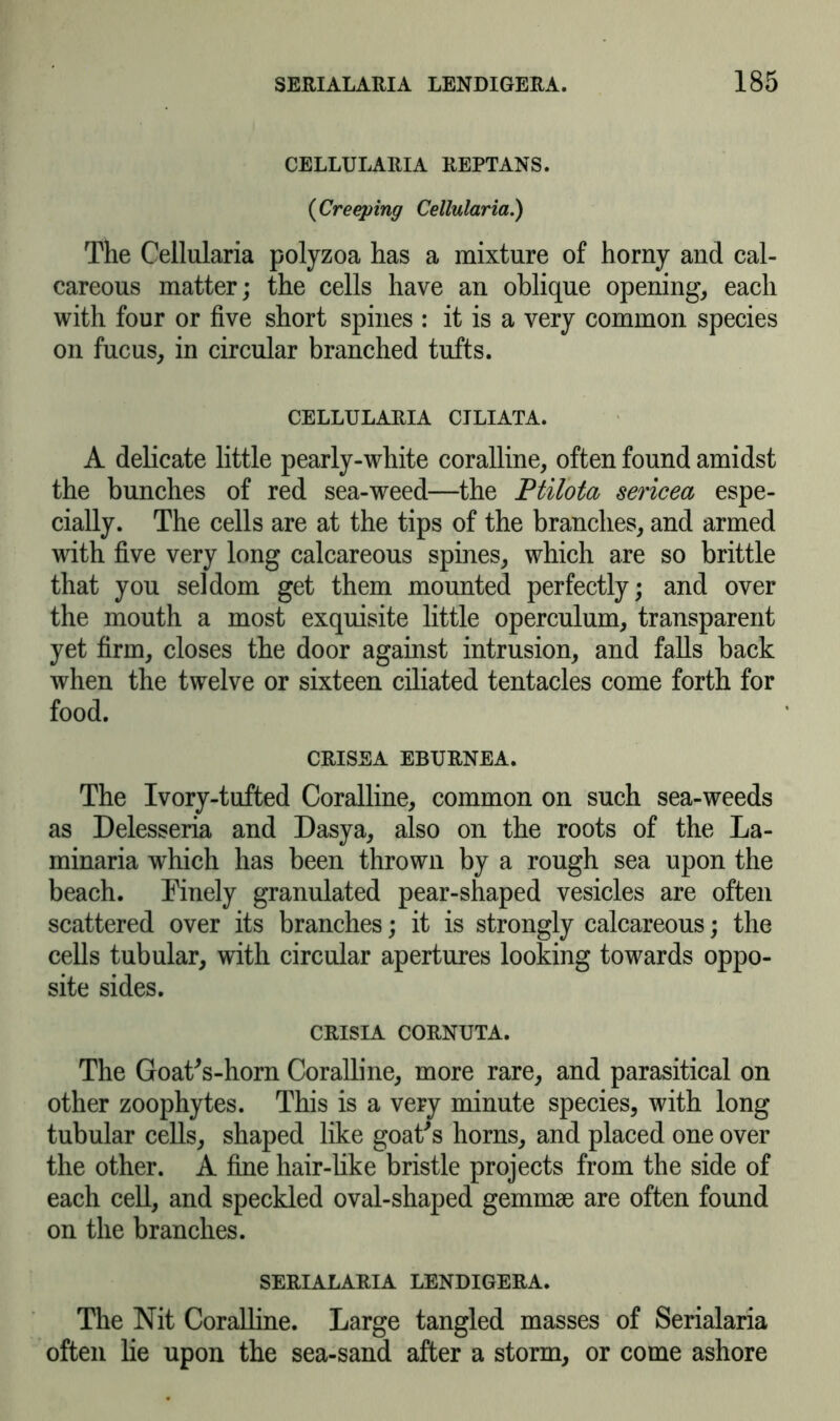 CELLULARIA REPTANS. (Creeping Cellularia.) The Cellularia polyzoa has a mixture of horny and cal- careous matter; the cells have an oblique opening, each with four or five short spines : it is a very common species on fucus, in circular branched tufts. CELLULARIA CILIATA. A delicate little pearly-white coralline, often found amidst the bunches of red sea-weed—the Ptilota sericea espe- cially. The cells are at the tips of the branches, and armed with five very long calcareous spines, which are so brittle that you seldom get them mounted perfectly; and over the mouth a most exquisite little operculum, transparent yet firm, closes the door against intrusion, and falls back when the twelve or sixteen ciliated tentacles come forth for food. CRISEA EBURNEA. The Ivory-tufted Coralline, common on such sea-weeds as Delesseria and Dasya, also on the roots of the La- minaria which has been thrown by a rough sea upon the beach. Finely granulated pear-shaped vesicles are often scattered over its branches; it is strongly calcareous; the cells tubular, with circular apertures looking towards oppo- site sides. CRISIA CORNUTA. The Goat's-horn Coralline, more rare, and parasitical on other zoophytes. This is a very minute species, with long tubular cells, shaped like goat's horns, and placed one over the other. A fine hair-like bristle projects from the side of each cell, and speckled oval-shaped gemmae are often found on the branches. SERIALARIA LENDIGERA. The Nit Coralline. Large tangled masses of Serialaria often lie upon the sea-sand after a storm, or come ashore