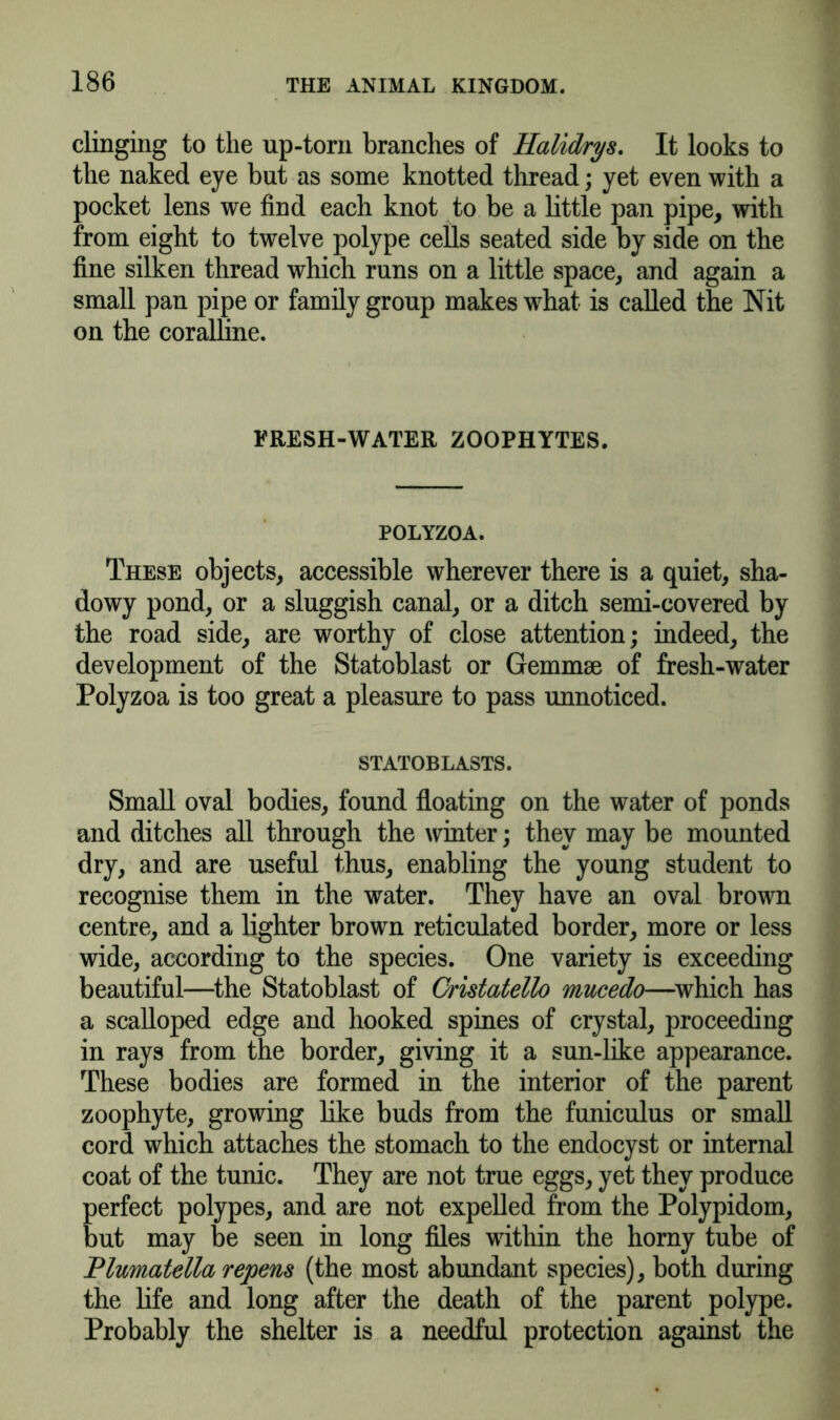 clinging to the up-torn branches of Halidrys. It looks to the naked eye but as some knotted thread; yet even with a pocket lens we find each knot to be a little pan pipe, with from eight to twelve polype cells seated side by side on the fine silken thread which runs on a little space, and again a small pan pipe or family group makes what is called the Nit on the coralline. ERESH-WATER ZOOPHYTES. POLYZOA. These objects, accessible wherever there is a quiet, sha- dowy pond, or a sluggish canal, or a ditch semi-covered by the road side, are worthy of close attention; indeed, the development of the Statoblast or Gemmse of fresh-water Polyzoa is too great a pleasure to pass unnoticed. STATOBLASTS. Small oval bodies, found floating on the water of ponds and ditches all through the winter; they may be mounted dry, and are useful thus, enabling the young student to recognise them in the water. They have an oval brown centre, and a lighter brown reticulated border, more or less wide, according to the species. One variety is exceeding beautiful—the Statoblast of Cristatetto mucedo—which has a scalloped edge and hooked spines of crystal, proceeding in rays from the border, giving it a sun-like appearance. These bodies are formed in the interior of the parent zoophyte, growing like buds from the funiculus or small cord which attaches the stomach to the endocyst or internal coat of the tunic. They are not true eggs, yet they produce perfect polypes, and are not expelled from the Polypidom, but may be seen in long files within the horny tube of Plumatetta repens (the most abundant species), both during the life and long after the death of the parent polype. Probably the shelter is a needful protection against the