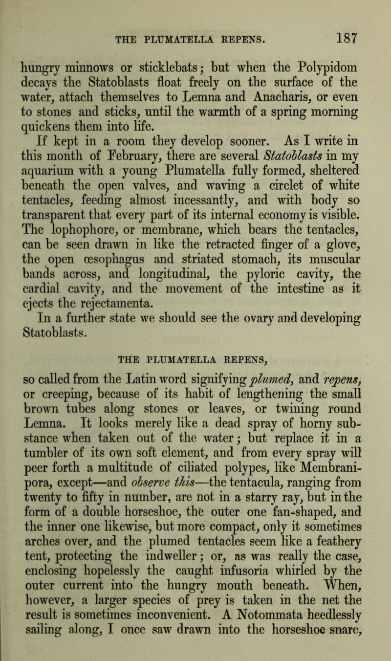 hungry minnows or sticklebats; but when the Polypidom decays the Statoblasts float freely on the surface of the water, attach themselves to Lemna and Anacharis, or even to stones and sticks, until the warmth of a spring morning quickens them into life. If kept in a room they develop sooner. As I write in this month of February, there are several Statoblasts in my aquarium with a young Plumatella fully formed, sheltered beneath the open valves, and waving a circlet of white tentacles, feeding almost incessantly, and with body so transparent that every part of its internal economy is visible. The lophophore, or membrane, which bears the tentacles, can be seen drawn in like the retracted finger of a glove, the open oesophagus and striated stomach, its muscular bands across, and longitudinal, the pyloric cavity, the cardial cavity, and the movement of the intestine as it ejects the rejectamenta. In a further state we should see the ovary and developing Statoblasts. THE PLUMATELLA REPENS, so called from the Latin word signifying plumed, and repens, or creeping, because of its habit of lengthening the small brown tubes along stones or leaves, or twining round Lemna. It looks merely like a dead spray of horny sub- stance when taken out of the water; but replace it in a tumbler of its own soft element, and from every spray will peer forth a multitude of ciliated polypes, like Membrani- pora, except—and observe this—the tentacula, ranging from twenty to fifty in number, are not in a starry ray, but in the form of a double horseshoe, the outer one fan-shaped, and the inner one likewise, but more compact, only it sometimes arches over, and the plumed tentacles seem like a feathery tent, protecting the indweller; or, as was really the case, enclosing hopelessly the caught infusoria whirled by the outer current into the hungry mouth beneath. When, however, a larger species of prey is taken in the net the result is sometimes inconvenient. A Notommata heedlessly sailing along, I once saw drawn into the horseshoe snare.