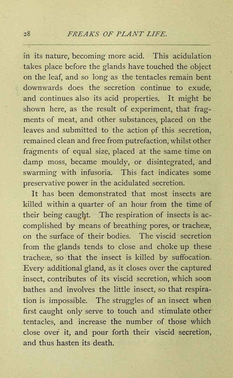 in its nature, becoming more acid. This acidulation takes place before the glands have touched the object on the leaf, and so long as the tentacles remain bent downwards does the secretion continue to exude, and continues also its acid properties. It might be shown here, as the result of experiment, that frag- ments of meat, and other substances, placed on the leaves and submitted to the action of this secretion, remained clean and free from putrefaction, whilst other fragments of equal size, placed at the same time on damp moss, became mouldy, or disintegrated, and swarming with infusoria. This fact indicates some preservative power in the acidulated secretion. It has been demonstrated that most insects are killed within a quarter of an hour from the time of their being caugbt. The respiration of insects is ac- complished by means of breathing pores, or tracheae, on the surface of their bodies. The viscid secretion from the glands tends to close and choke up these tracheae, so that the insect is killed by suffocation. Every additional gland, as it closes over the captured insect, contributes of its viscid secretion, which soon bathes and involves the little insect, so that respira- tion is impossible. The struggles of an insect when first caught only serve to touch and stimulate other tentacles, and increase the number of those which close over it, and pour forth their viscid secretion, and thus hasten its death.