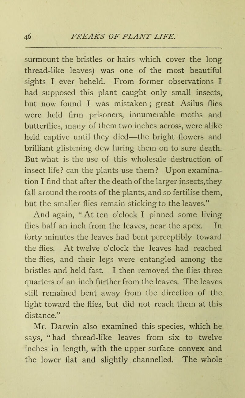 surmount the bristles or hairs which cover the long thread-like leaves) was one of the most beautiful sights I ever beheld. From former observations I had supposed this plant caught only small insects, but now found I was mistaken ; great Asilus flies were held firm prisoners, innumerable moths and butterflies, many of them two inches across, were alike held captive until they died—the bright flowers and brilliant glistening dew luring them on to sure death. But what is the use of this wholesale destruction of insect life? can the plants use them? Upon examina- tion I find that after the death of the larger insects, they fall around the roots of the plants, and so fertilise them, but the smaller flies remain sticking to the leaves.” And again, “ At ten o’clock I pinned some living flies half an inch from the leaves, near the apex. In forty minutes the leaves had bent perceptibly toward the flies. At twelve o’clock the leaves had reached the flies, and their legs were entangled among the bristles and held fast. I then removed the flies three quarters of an inch further from the leaves. The leaves still remained bent away from the direction of the light toward the flies, but did not reach them at this distance.” Mr. Darwin also examined this species, which he says, “had thread-like leaves from six to twelve inches in length, with the upper surface convex and the lower flat and slightly channelled. The whole