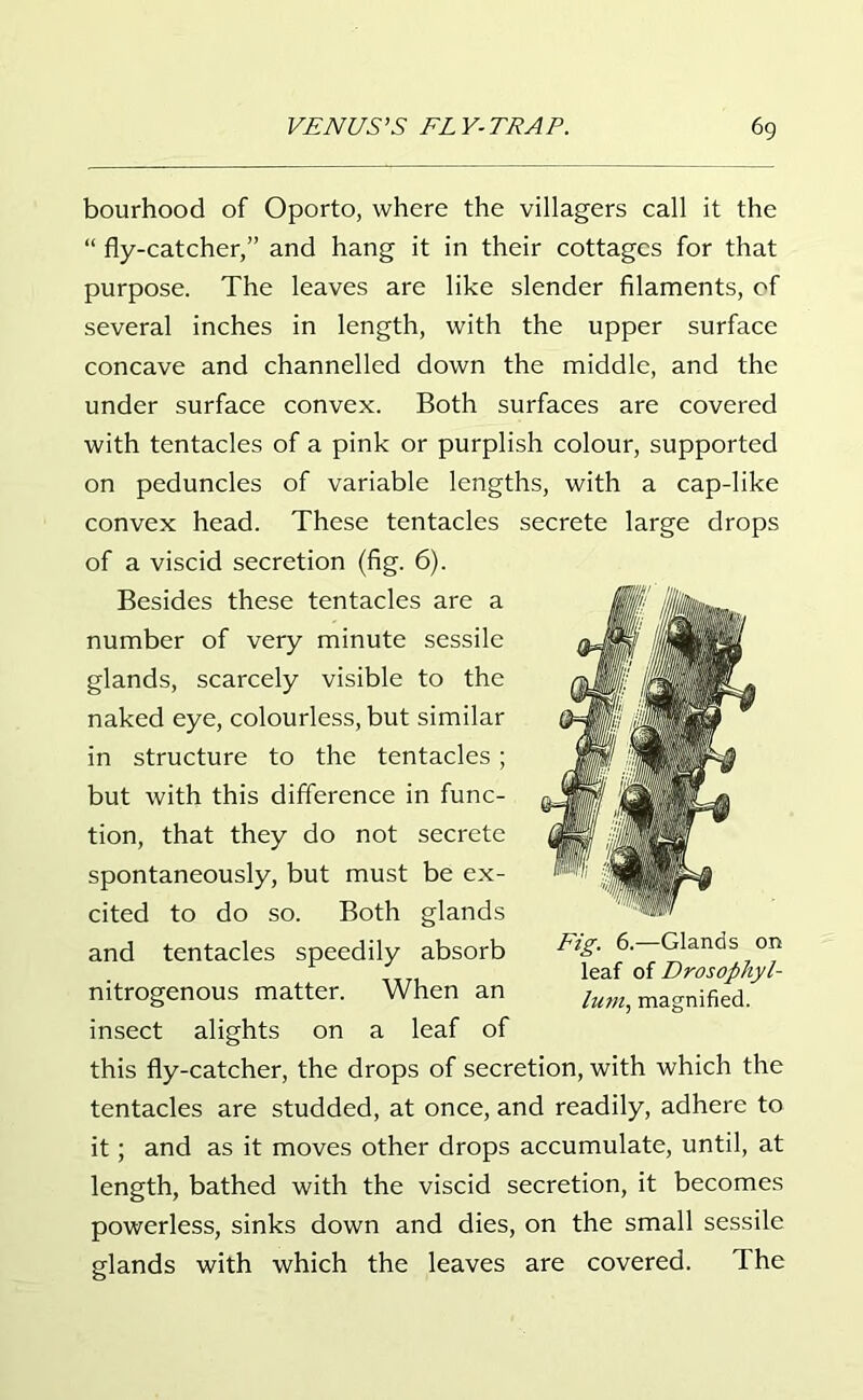 bourhood of Oporto, where the villagers call it the “ fly-catcher,” and hang it in their cottages for that purpose. The leaves are like slender filaments, of several inches in length, with the upper surface concave and channelled down the middle, and the under surface convex. Both surfaces are covered with tentacles of a pink or purplish colour, supported on peduncles of variable lengths, with a cap-like convex head. These tentacles secrete large drops of a viscid secretion (fig. 6). Besides these tentacles are a number of very minute sessile glands, scarcely visible to the naked eye, colourless, but similar in structure to the tentacles; but with this difference in func- tion, that they do not secrete spontaneously, but must be ex- cited to do so. Both glands and tentacles speedily absorb nitrogenous matter. When an insect alights on a leaf of this fly-catcher, the drops of secretion, with which the tentacles are studded, at once, and readily, adhere to it; and as it moves other drops accumulate, until, at length, bathed with the viscid secretion, it becomes powerless, sinks down and dies, on the small sessile glands with which the leaves are covered. The Fig. 6.—Glands on leaf of Drosopliyl- lum, magnified.