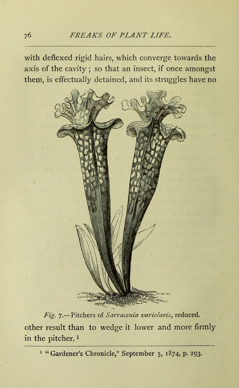 with deflexed rigid hairs, which converge towards the axis of the cavity ; so that an insect, if once amongst them, is effectually detained, and its struggles have no other result than to wedge it lower and more firmly in the pitcher.1 1 “Gardener’s Chronicle,” September 5, 1874, p. 293,