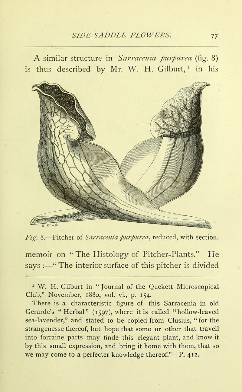 A similar structure in Sarracenia purpurea (fig. 8) is thus described by Mr. W. H. Gilburt,1 in his Fig. 8.—Pitcher of Sarracenia purpurea, reduced, with section. memoir on “ The Histology of Pitcher-Plants.” He says :—“ The interior surface of this pitcher is divided 1 W. H. Gilburt in “Journal of the Ouekett Microscopical Club,” November, 1880, vol. vi., p. 154. There is a characteristic figure of this Sarracenia in old Gerarde’s “Herbal” (1597), where it is called “hollow-leaved sea-lavender,” and stated to be copied from Clusius, “ for the strangenesse thereof, but hope that some or other that travell into forraine parts may finde this elegant plant, and know it by this small expression, and bring it home with them, that so we may come to a perfecter knowledge thereof.”—P. 412.